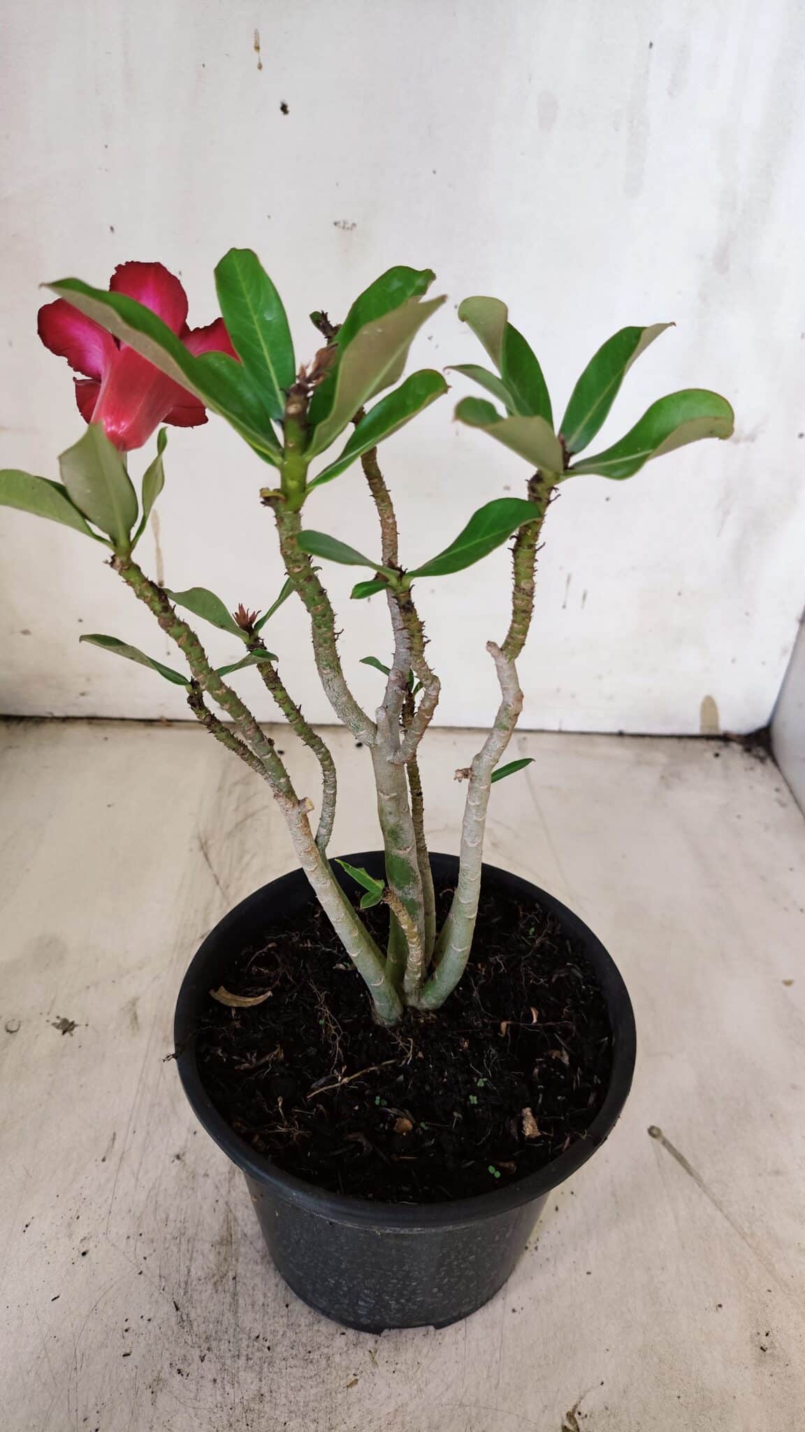 Planta Dobrada 3138 – 30cm – 02 anos