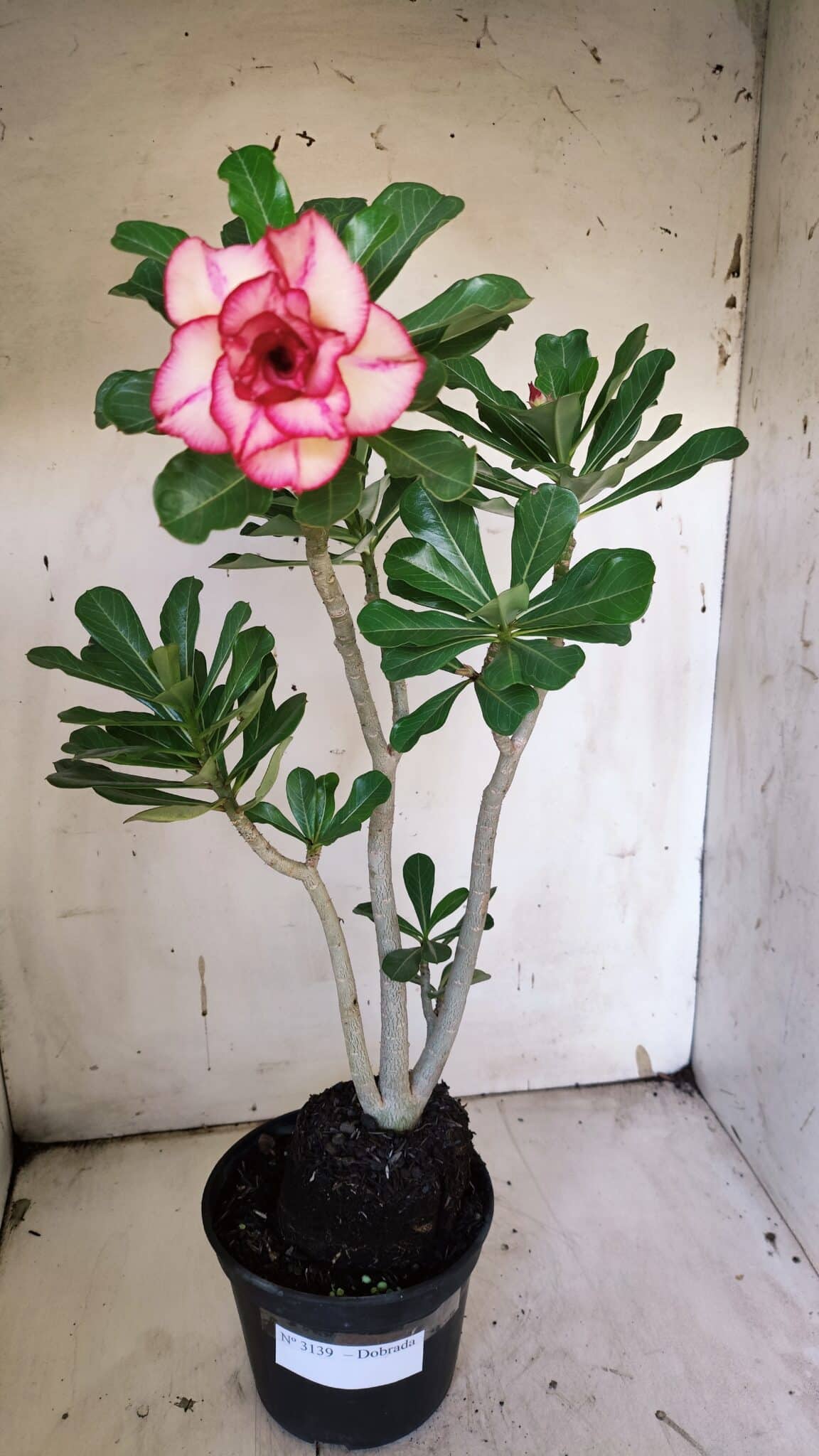 Planta Dobrada 3139 – 35cm – 03 anos
