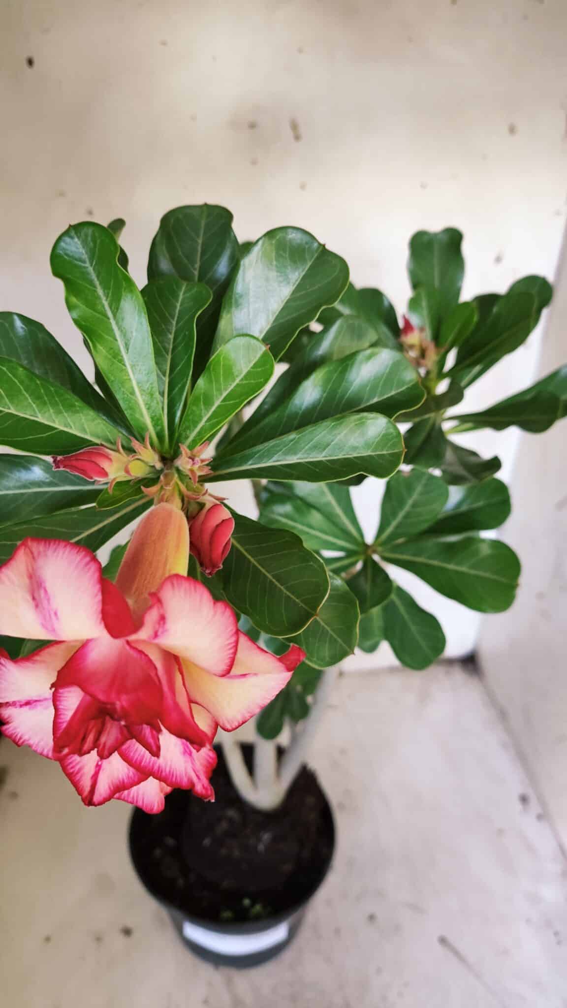 Planta Dobrada 3139 – 35cm – 03 anos