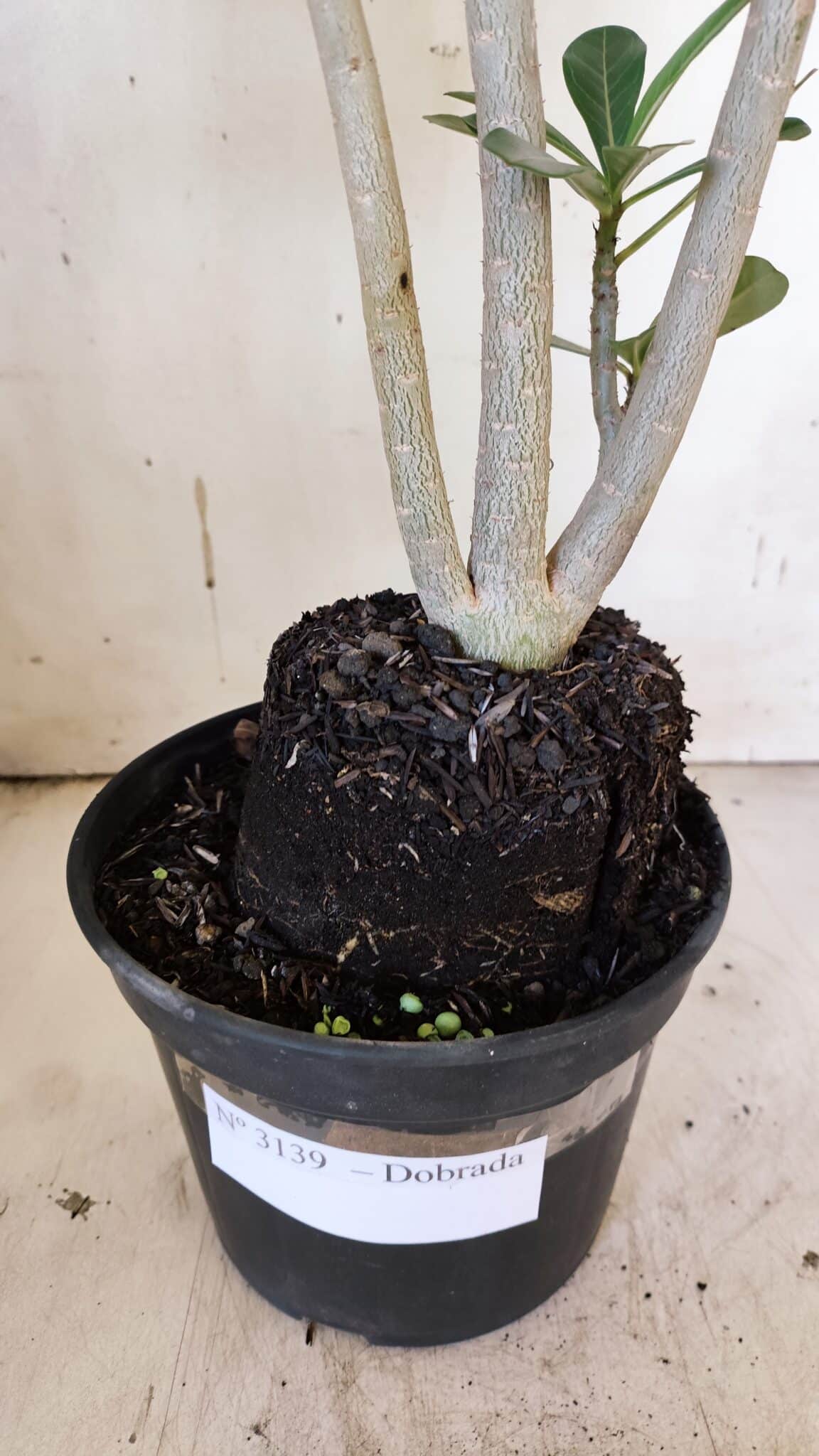Planta Dobrada 3139 – 35cm – 03 anos