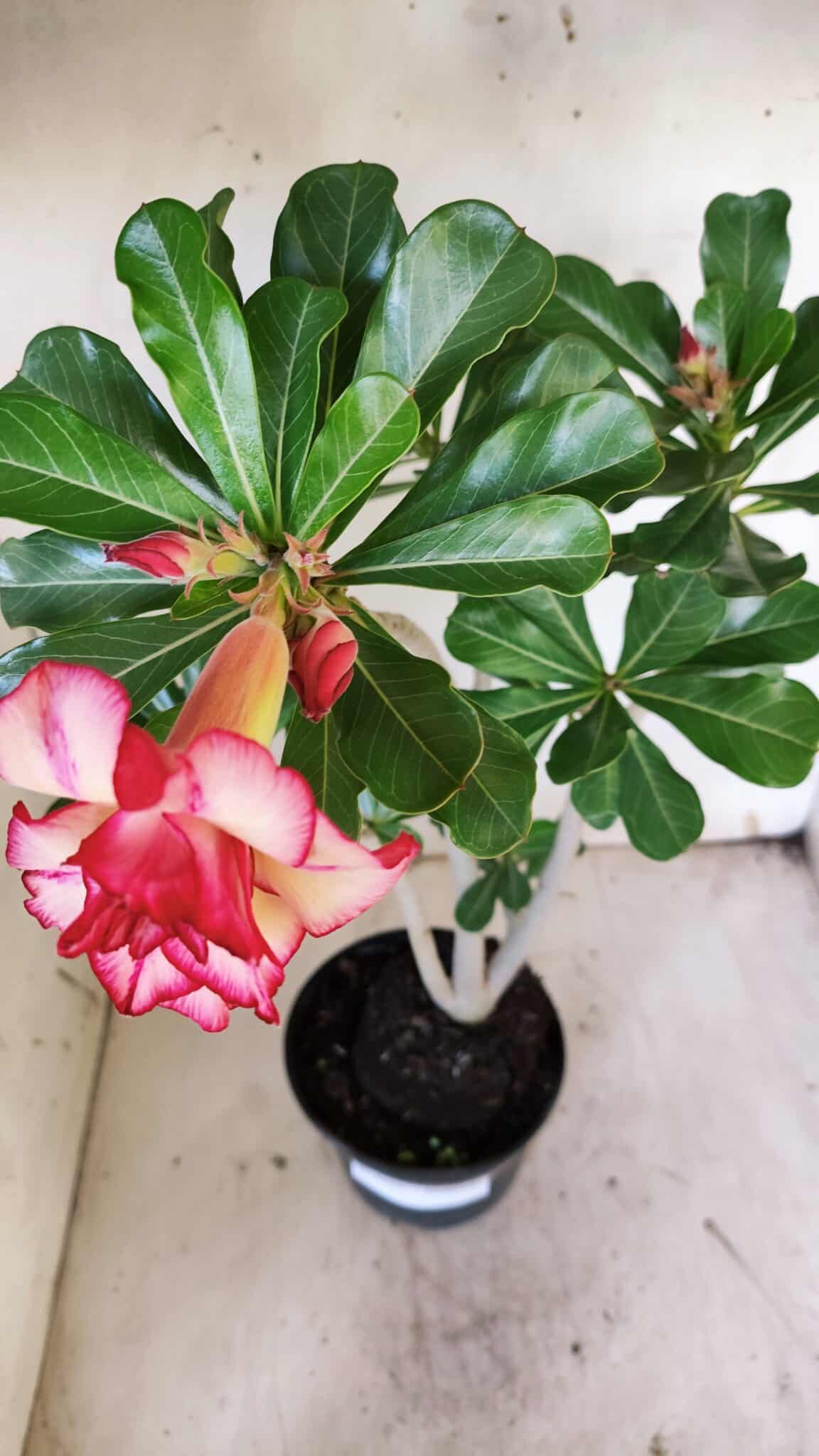 Planta Dobrada 3139 – 35cm – 03 anos