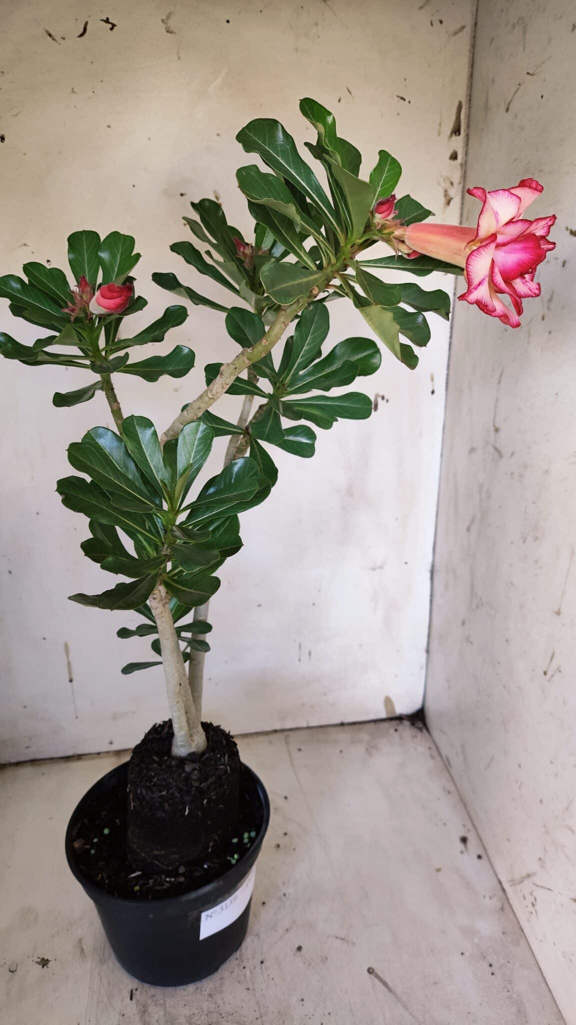 Planta Dobrada 3139 – 35cm – 03 anos