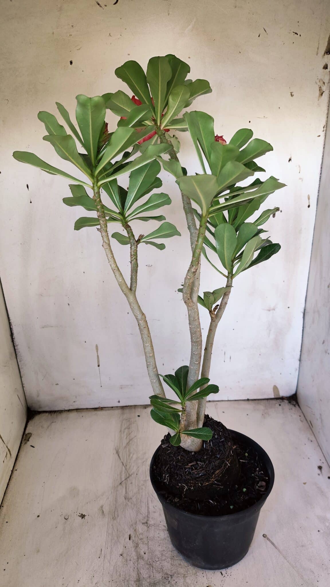 Planta Dobrada 3139 – 35cm – 03 anos