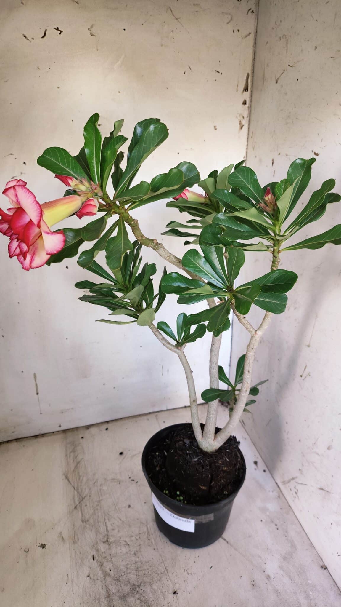 Planta Dobrada 3139 – 35cm – 03 anos
