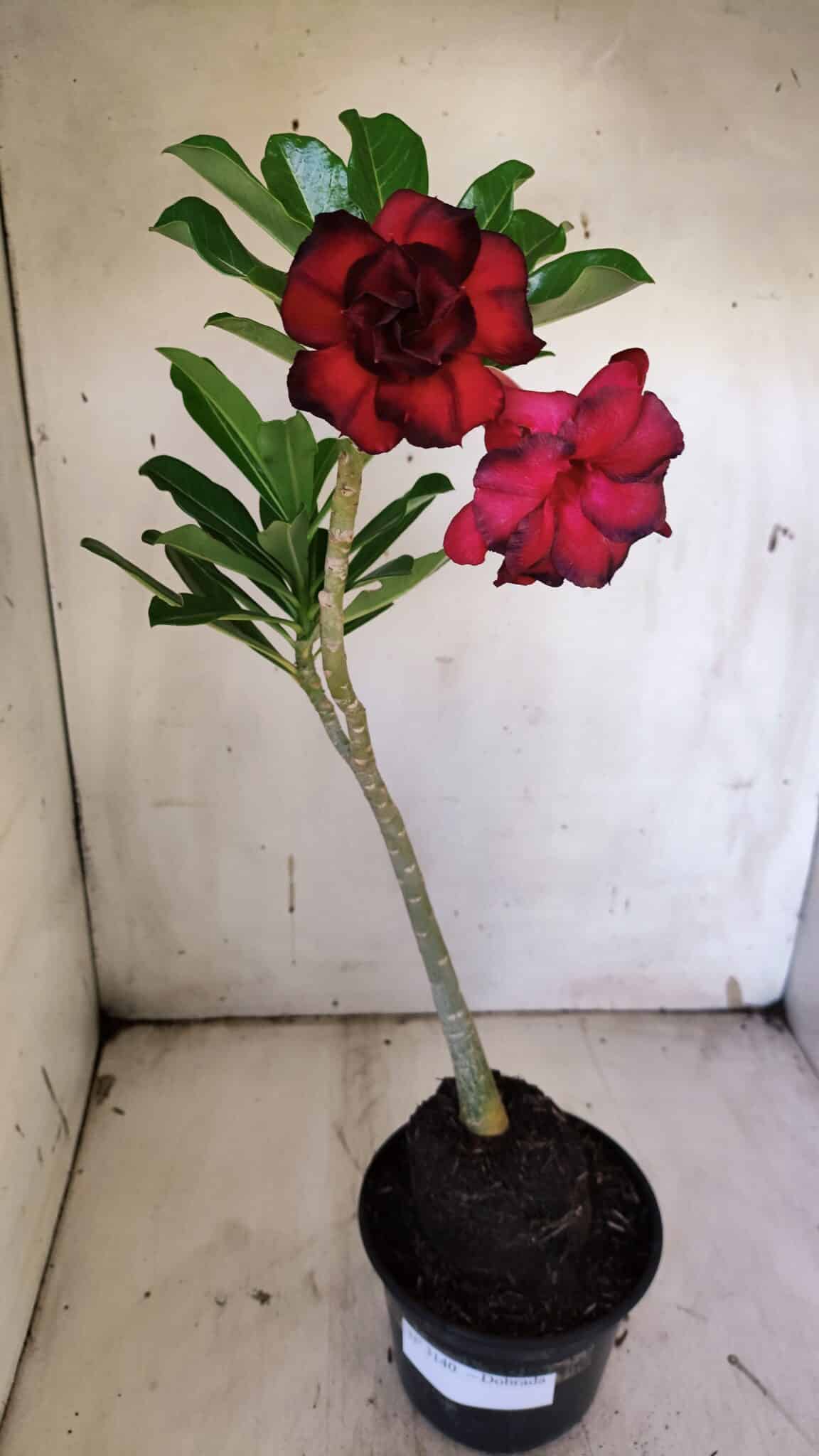 Planta Dobrada 3140 – 35cm – 03 anos