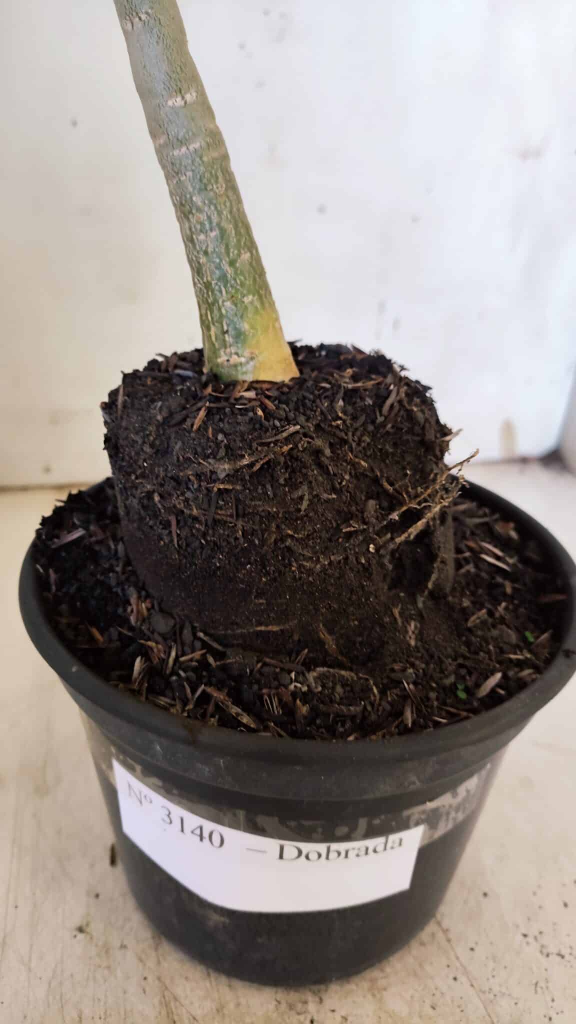 Planta Dobrada 3140 – 35cm – 03 anos