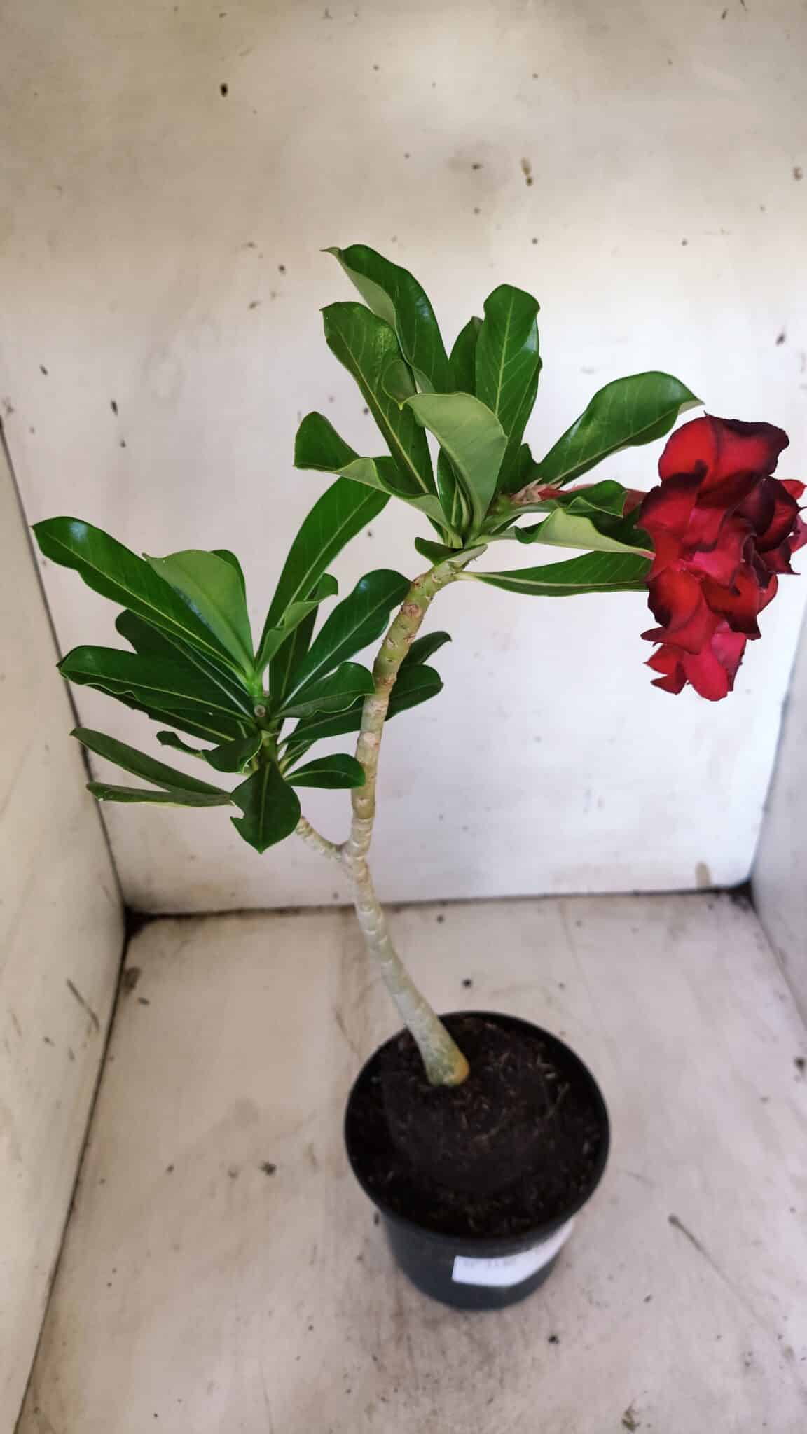 Planta Dobrada 3140 – 35cm – 03 anos