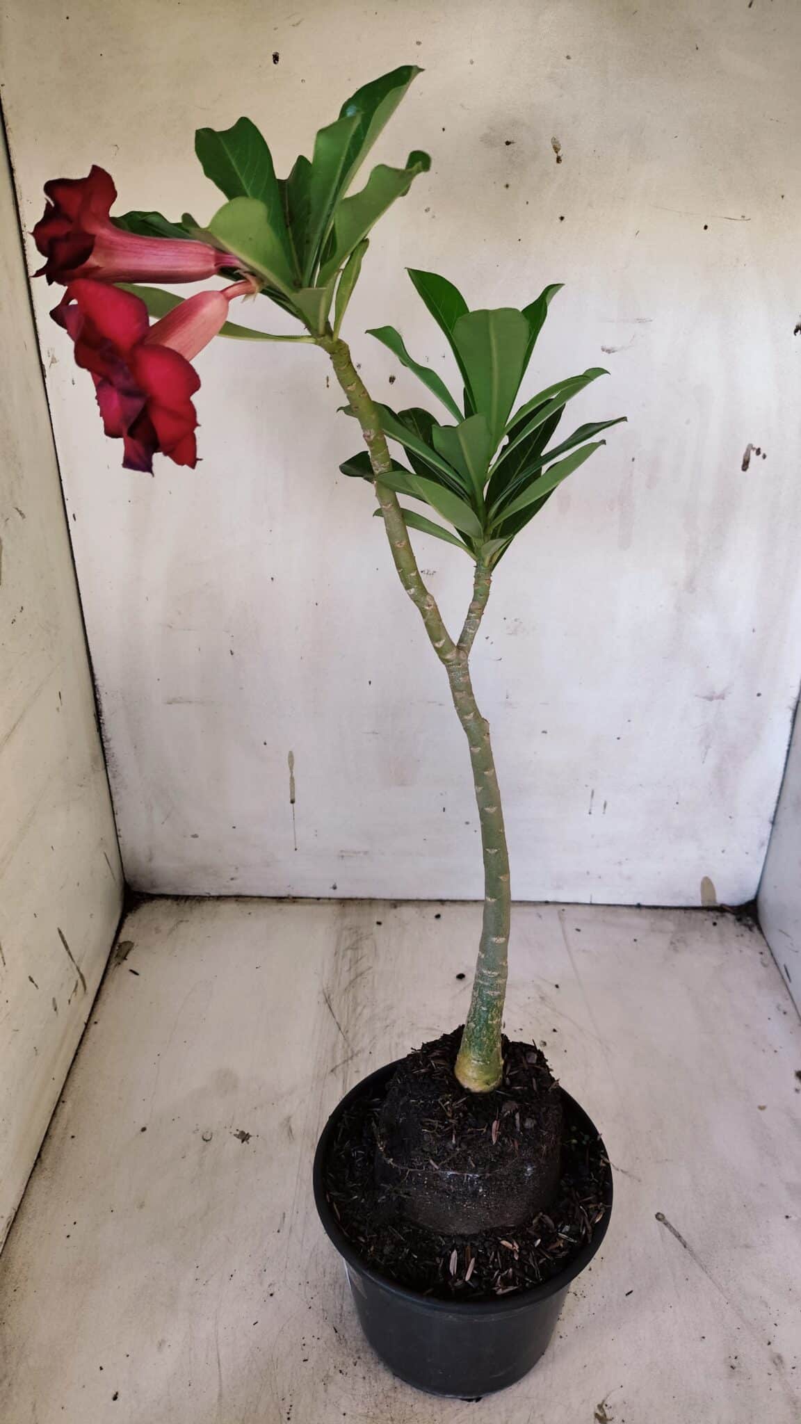 Planta Dobrada 3140 – 35cm – 03 anos