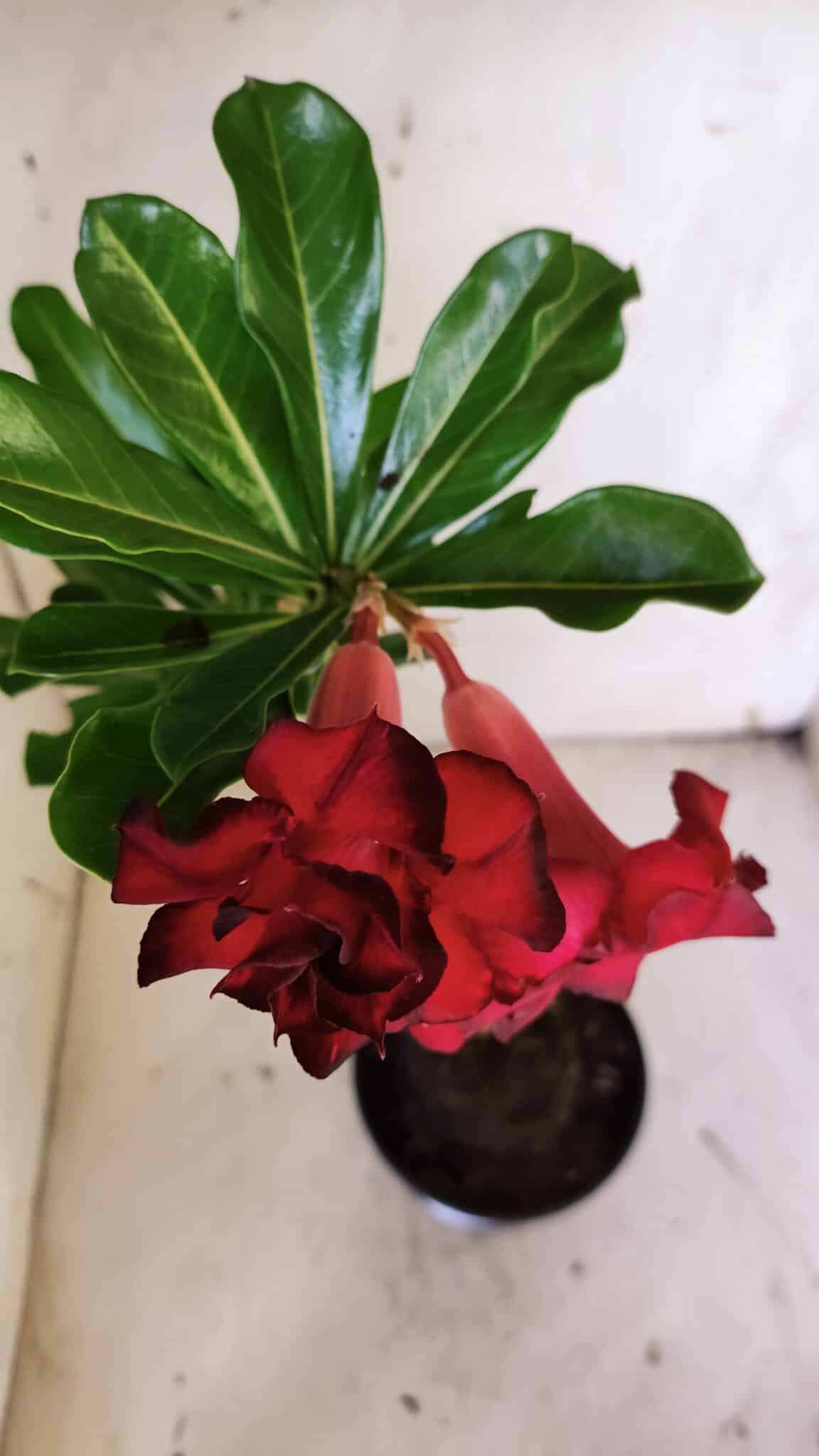 Planta Dobrada 3140 – 35cm – 03 anos