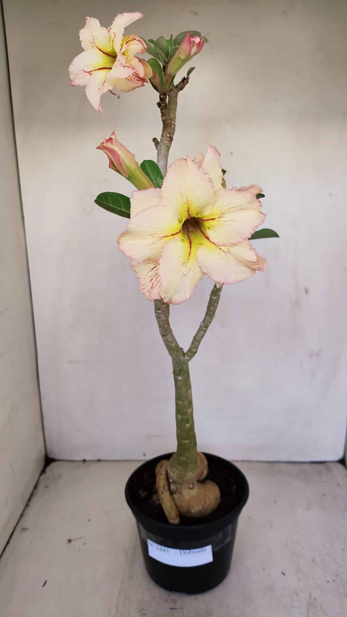 Planta Dobrada 3441 – 35cm – 03 anos - foto 2