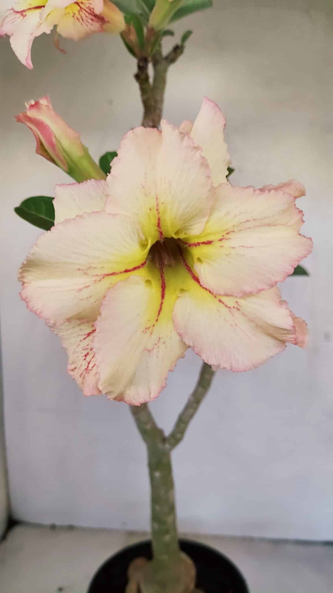 Planta Dobrada 3441 – 35cm – 03 anos - foto 3