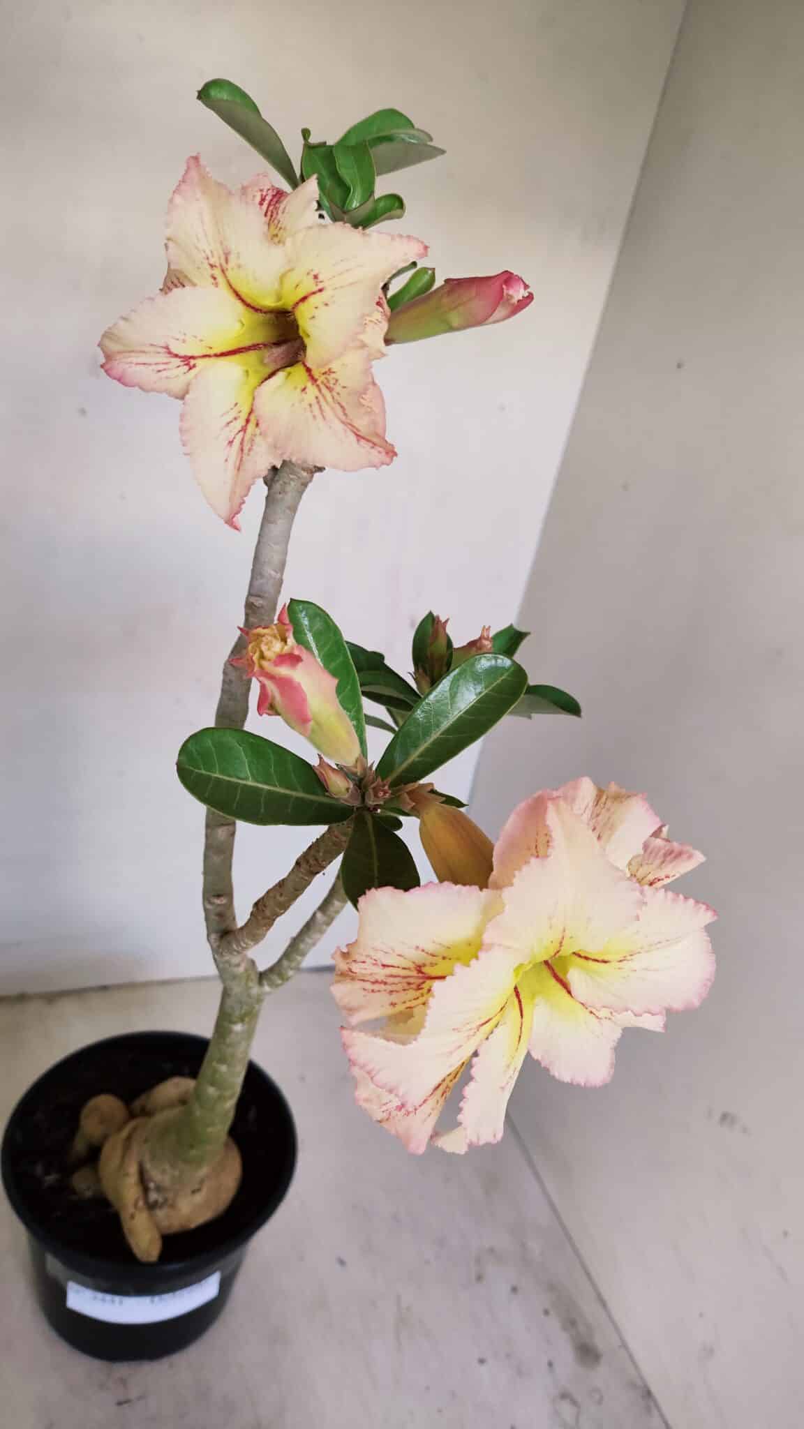 Planta Dobrada 3441 – 35cm – 03 anos - foto 7