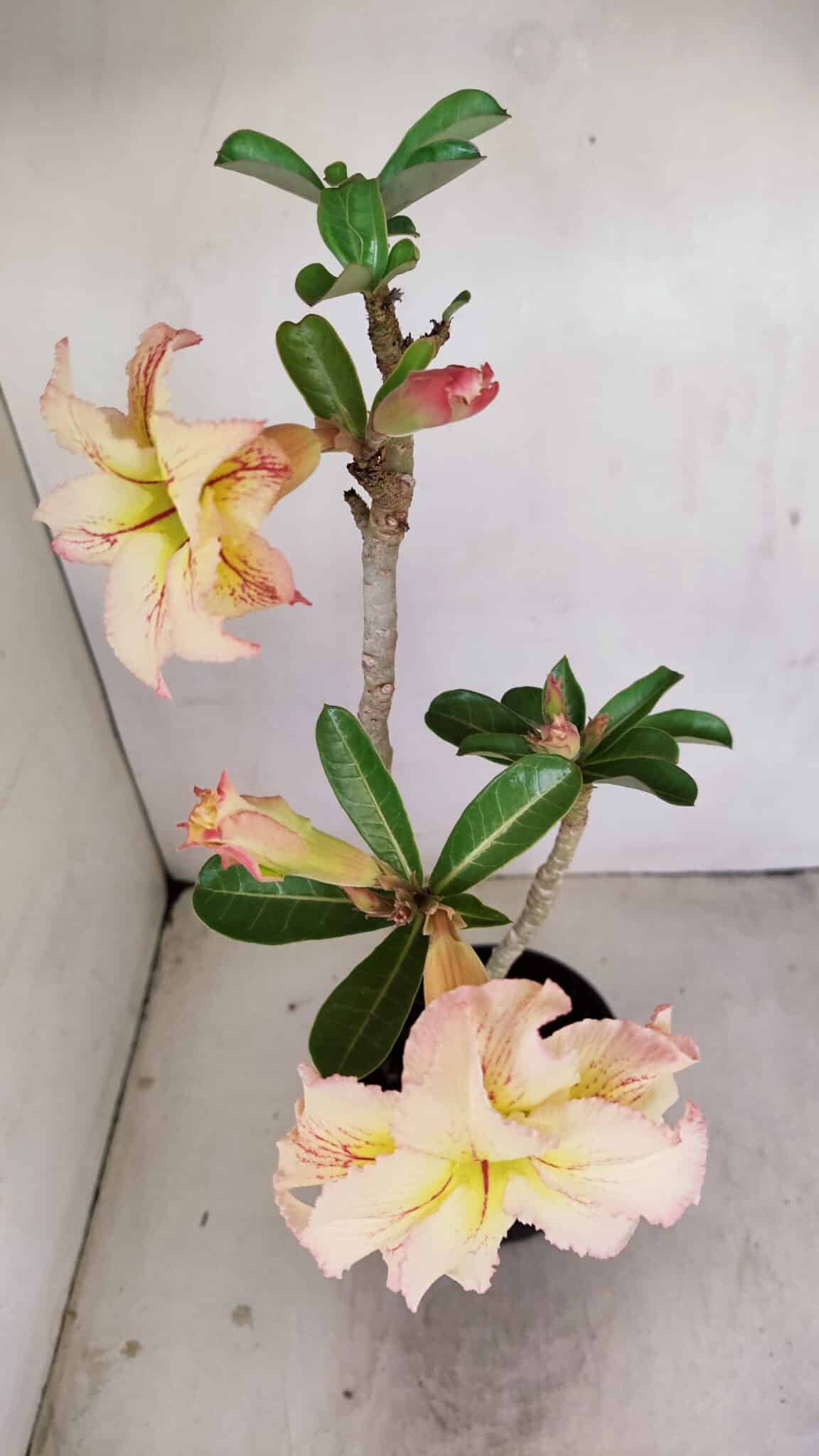 Planta Dobrada 3441 – 35cm – 03 anos - foto 4