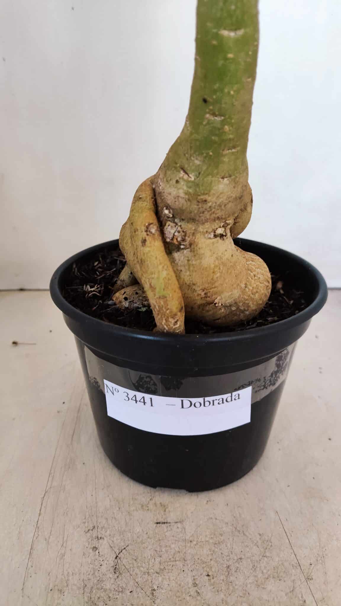 Planta Dobrada 3441 – 35cm – 03 anos - foto 5