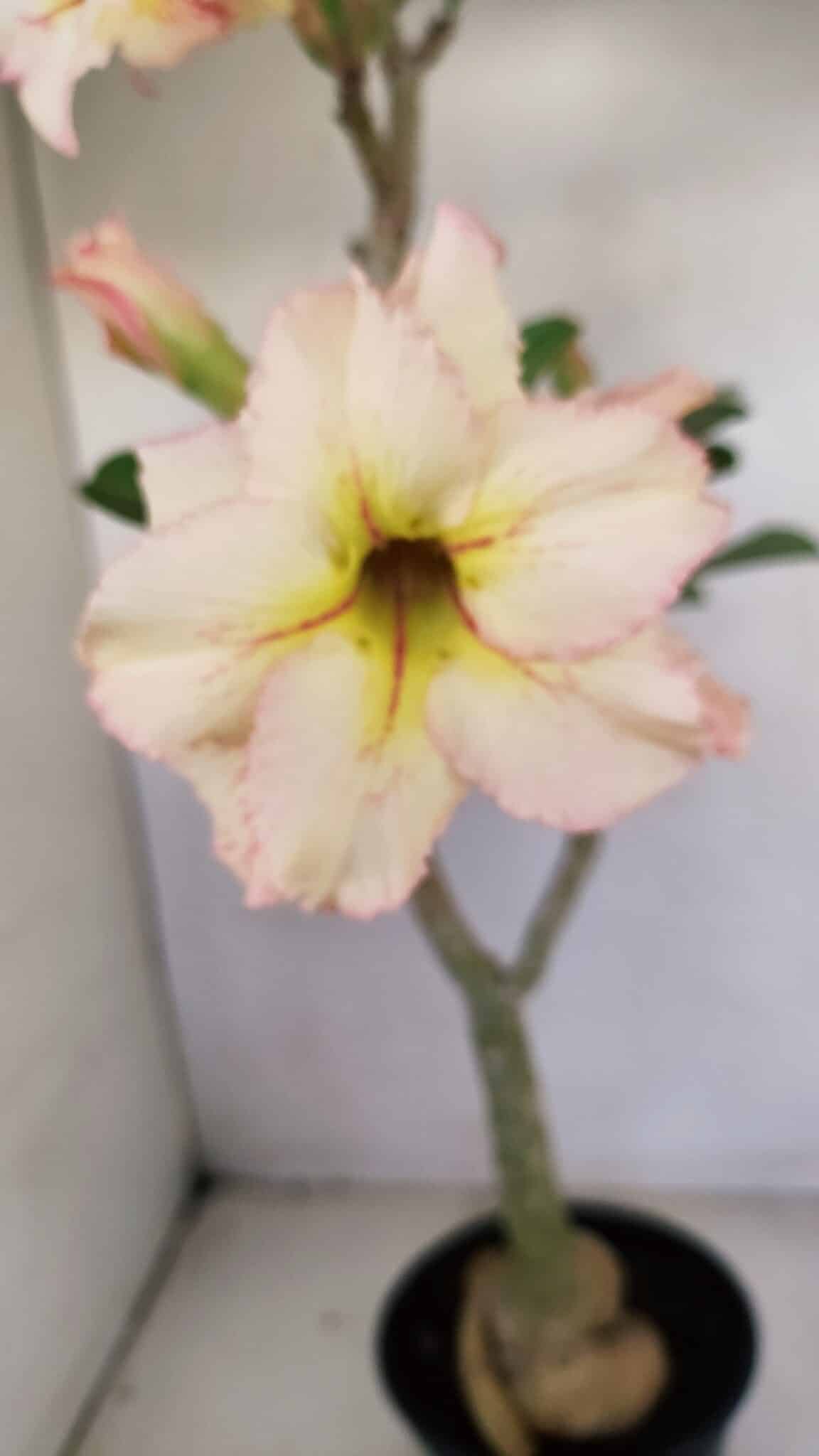 Planta Dobrada 3441 – 35cm – 03 anos - foto 6