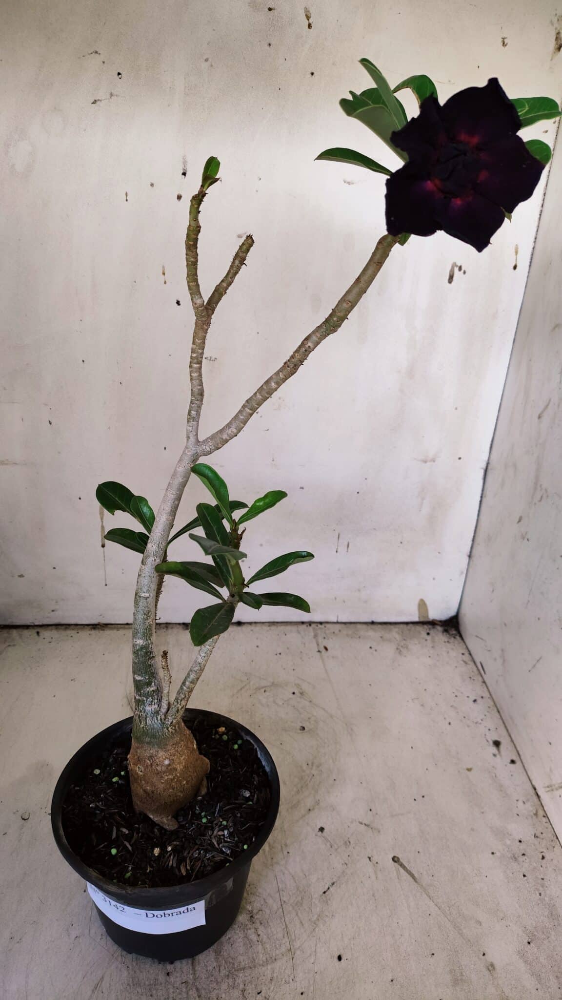 Planta Dobrada 3142 – 35cm – 03 anos