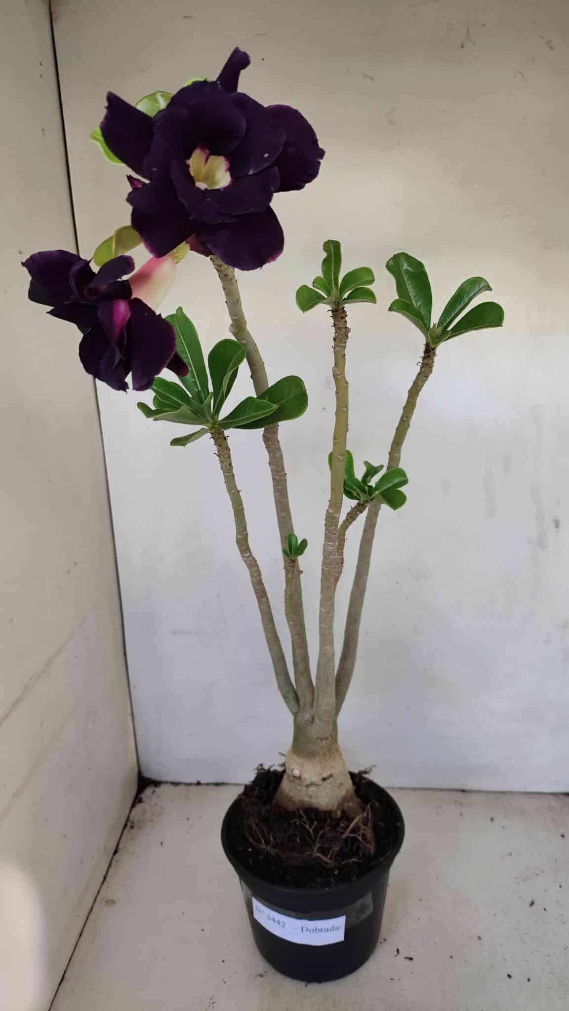 Planta Dobrada 3442 – 35cm – 03 anos - foto 2