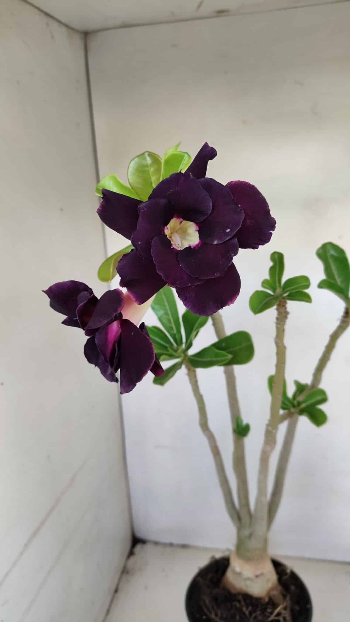 Planta Dobrada 3442 – 35cm – 03 anos - foto 6