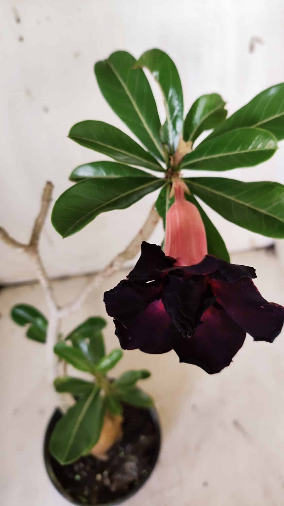Planta Dobrada 3142 – 35cm – 03 anos