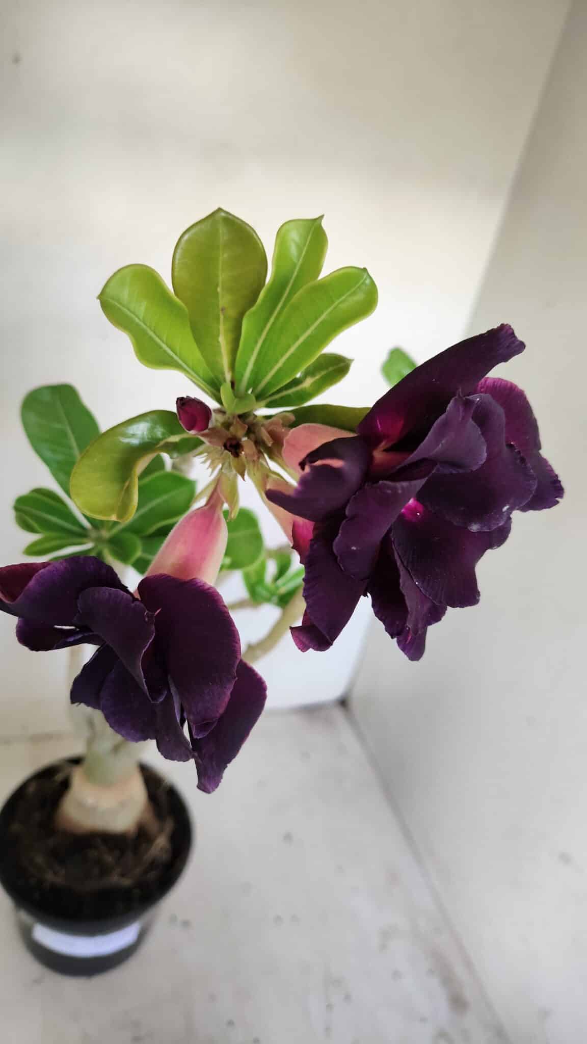 Planta Dobrada 3442 – 35cm – 03 anos - foto 4