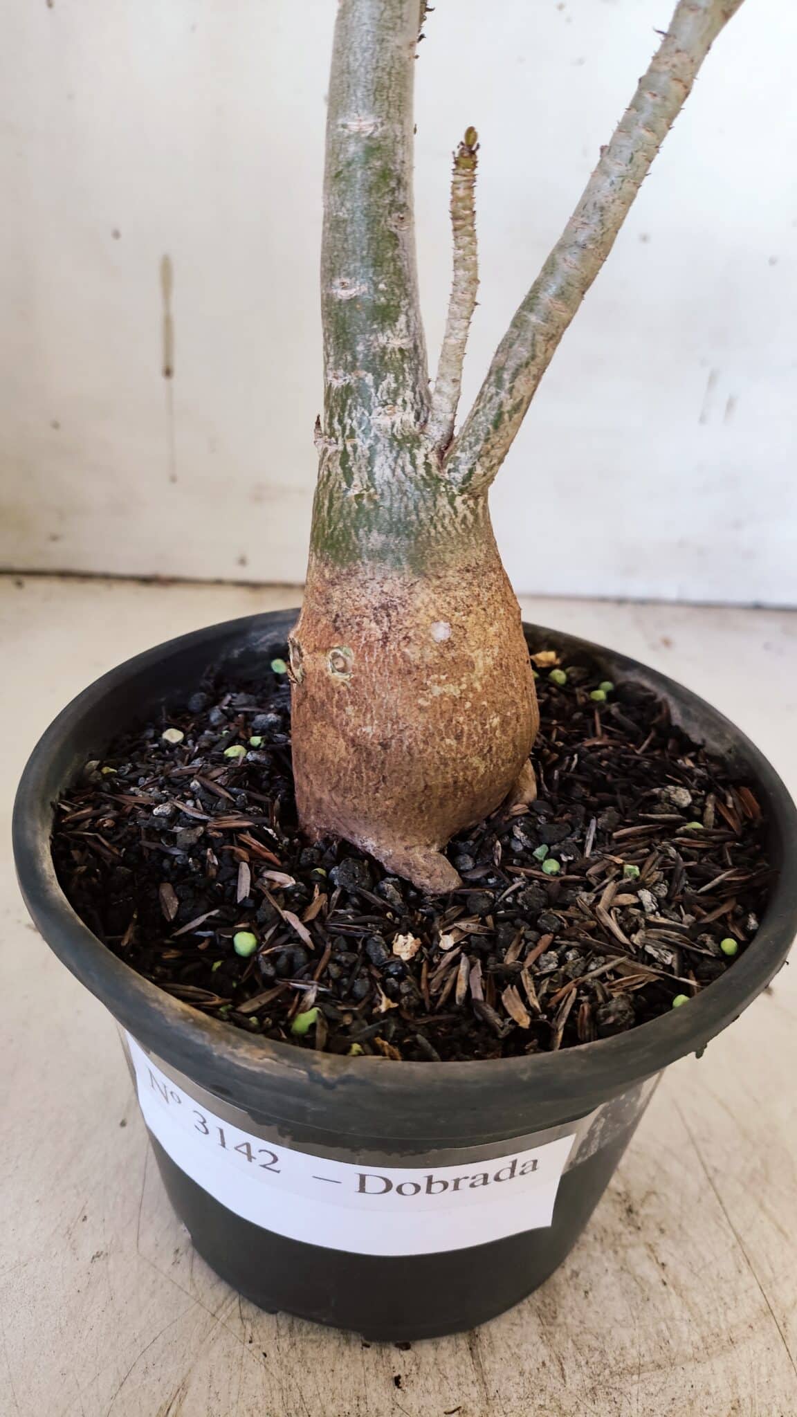 Planta Dobrada 3142 – 35cm – 03 anos