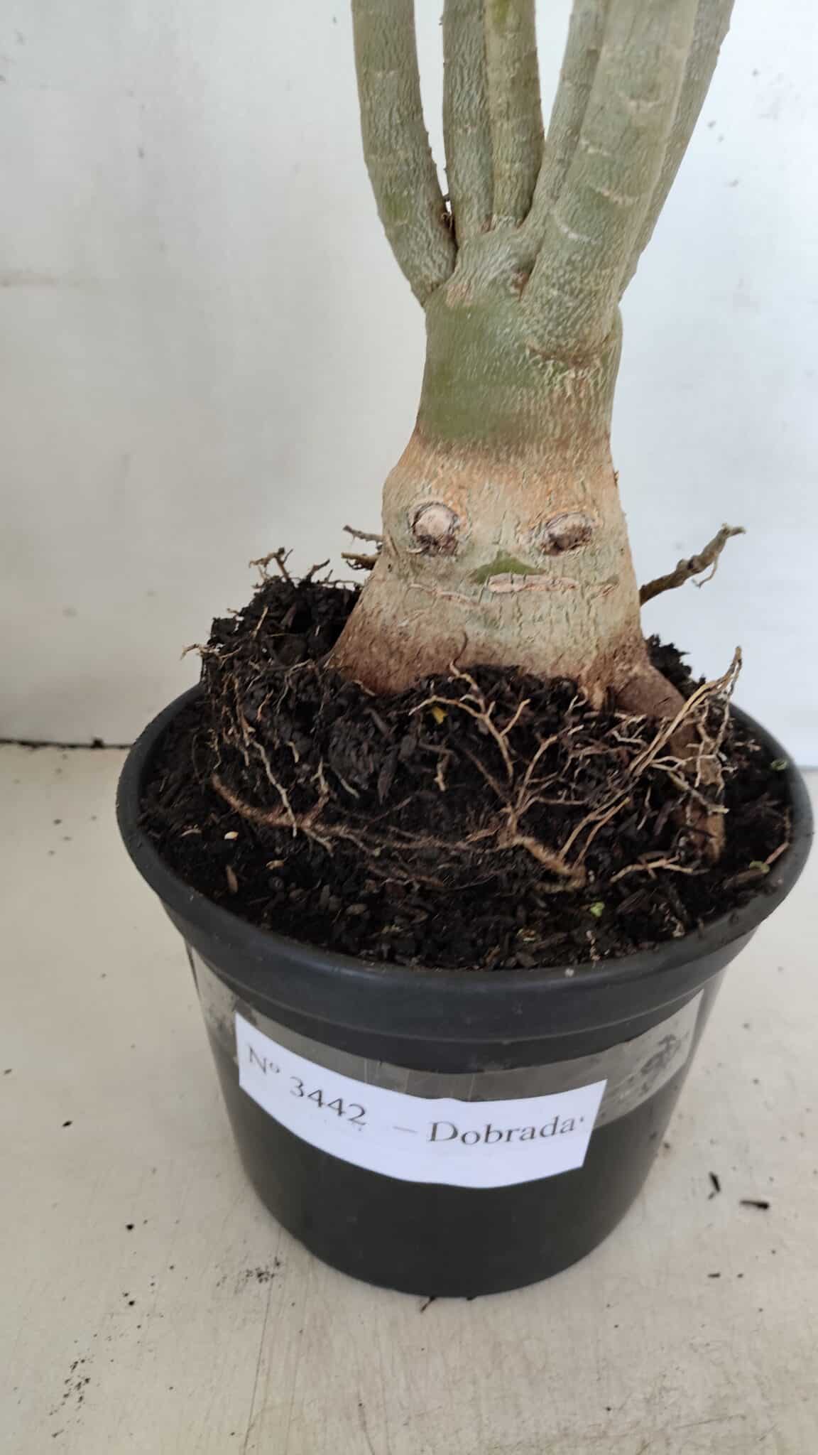 Planta Dobrada 3442 – 35cm – 03 anos - foto 5