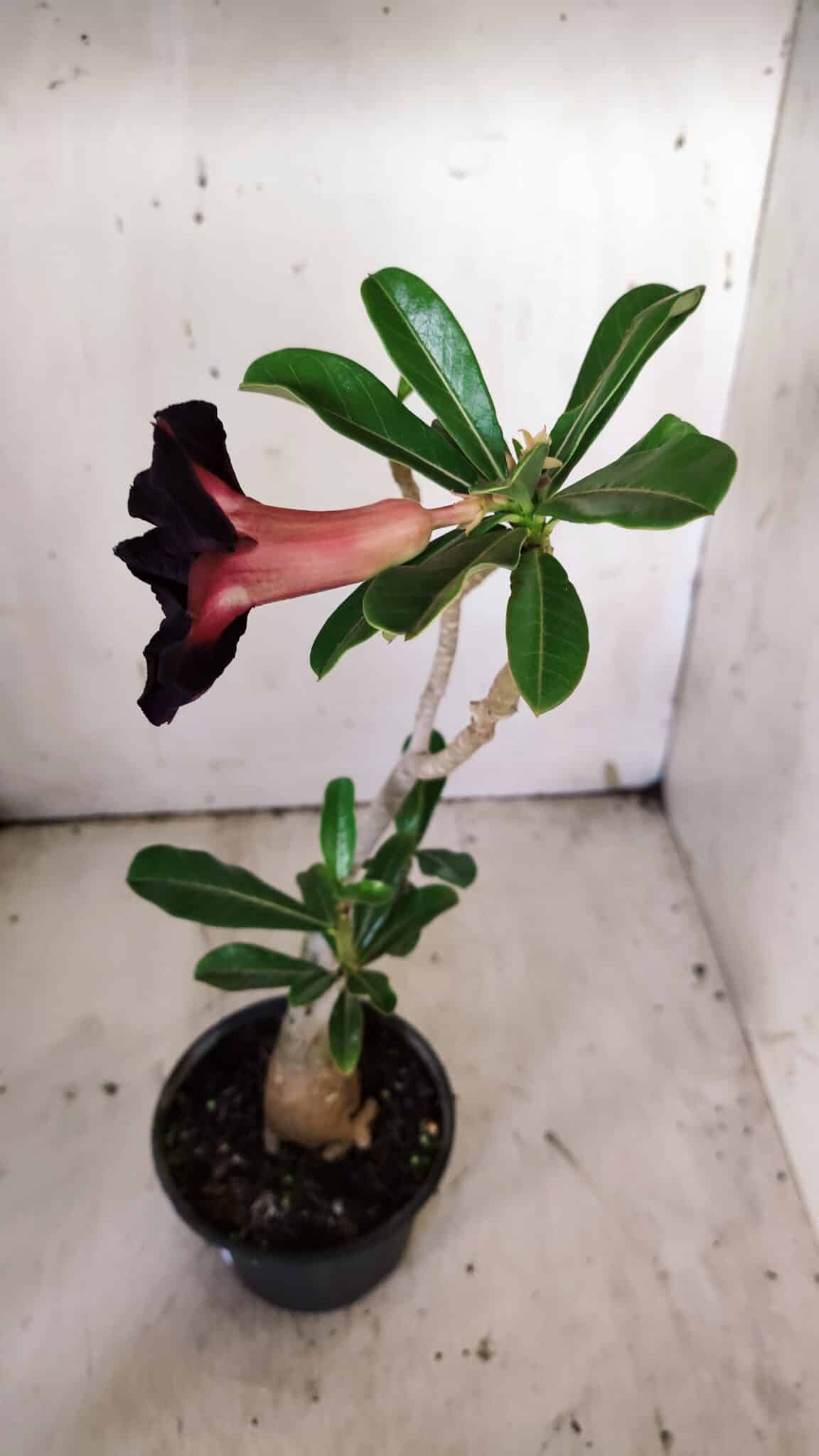 Planta Dobrada 3142 – 35cm – 03 anos