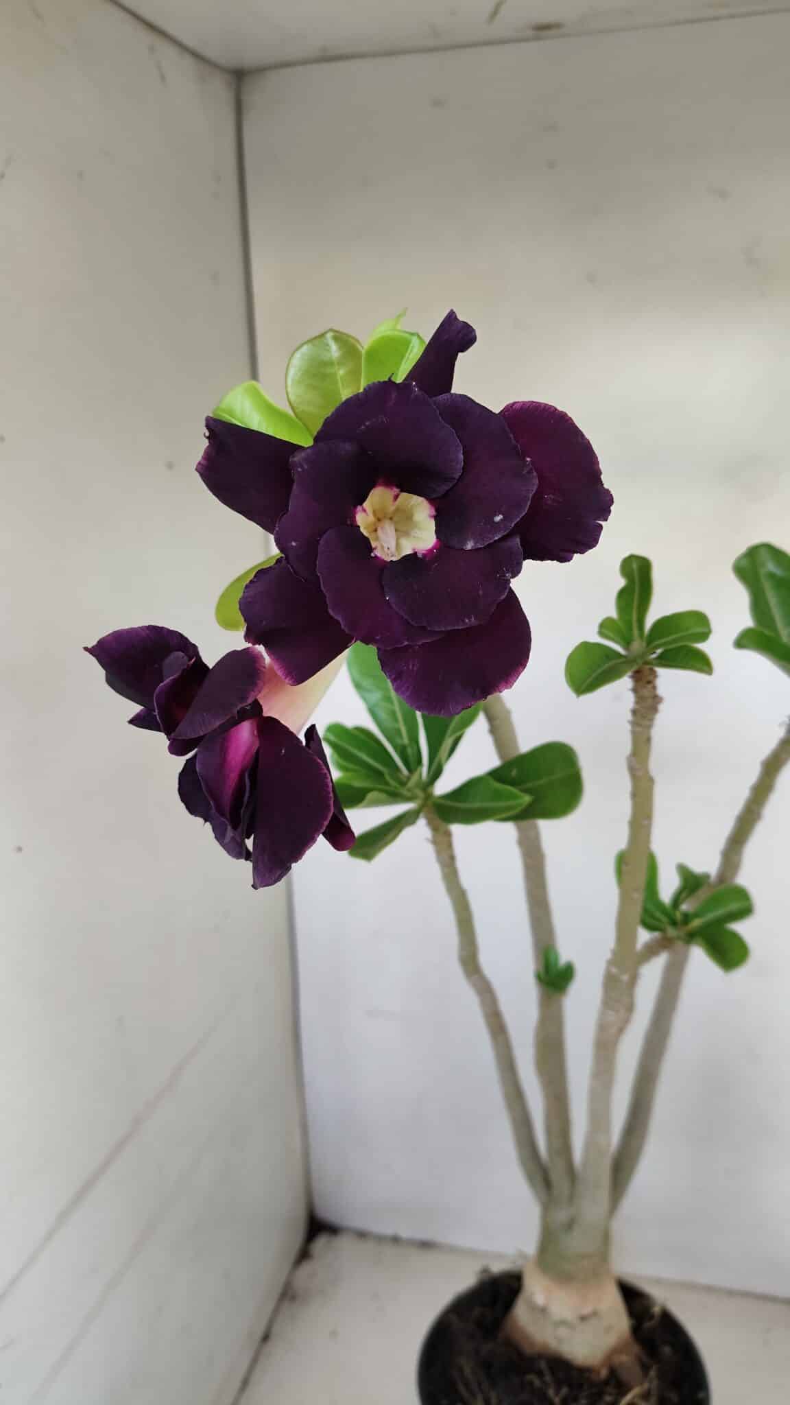 Planta Dobrada 3442 – 35cm – 03 anos - foto 3