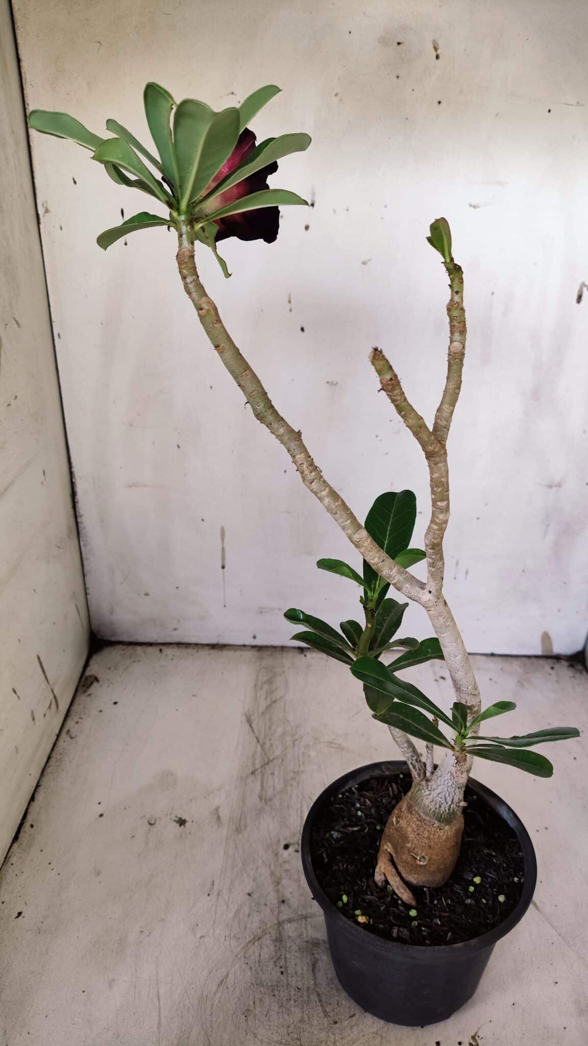 Planta Dobrada 3142 – 35cm – 03 anos