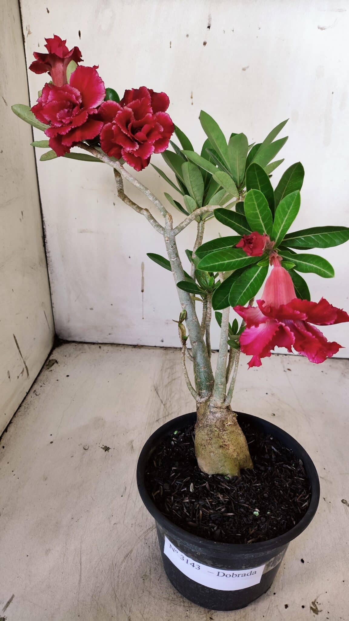 Planta Dobrada 3143 – 35cm – 03 anos