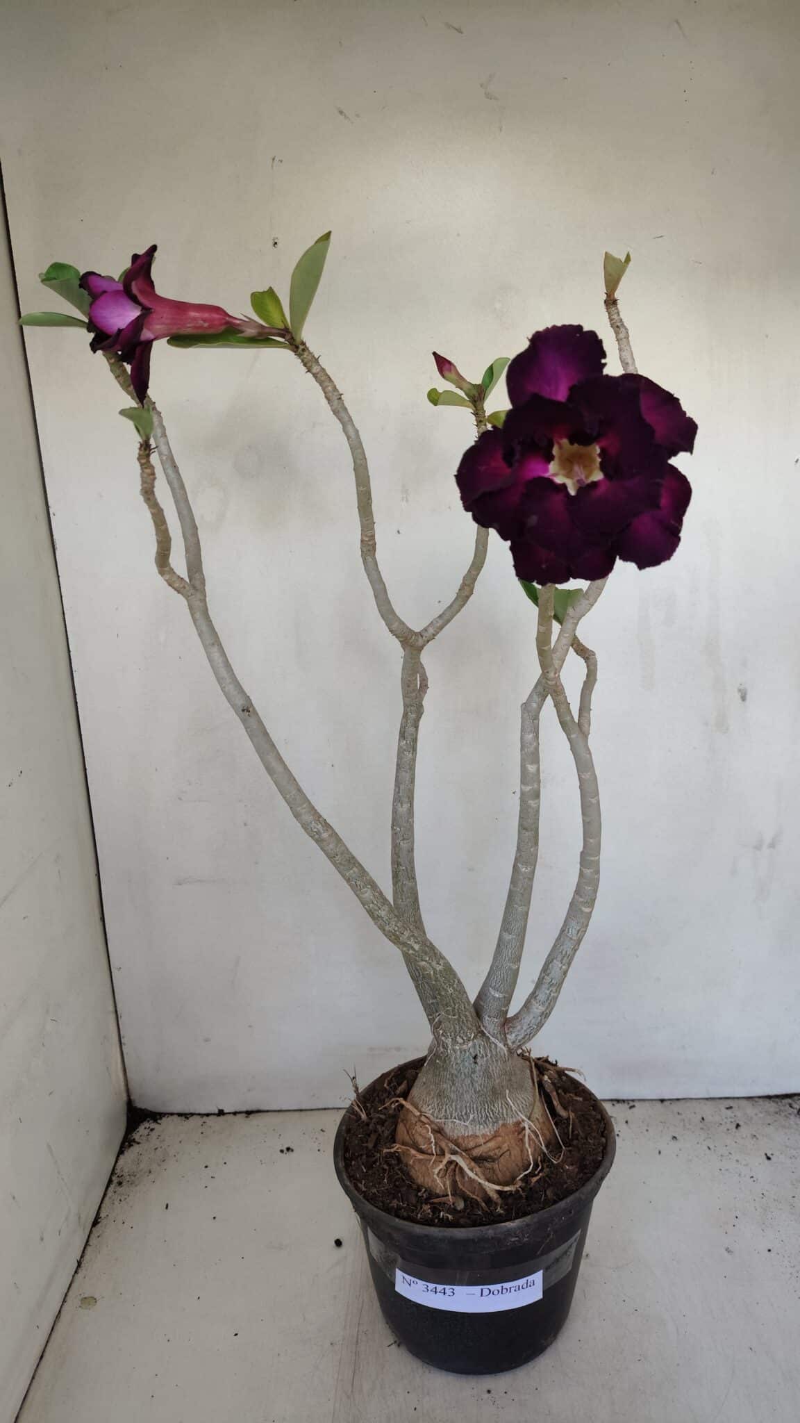 Planta Dobrada 3443 – 35cm – 03 anos - foto 2