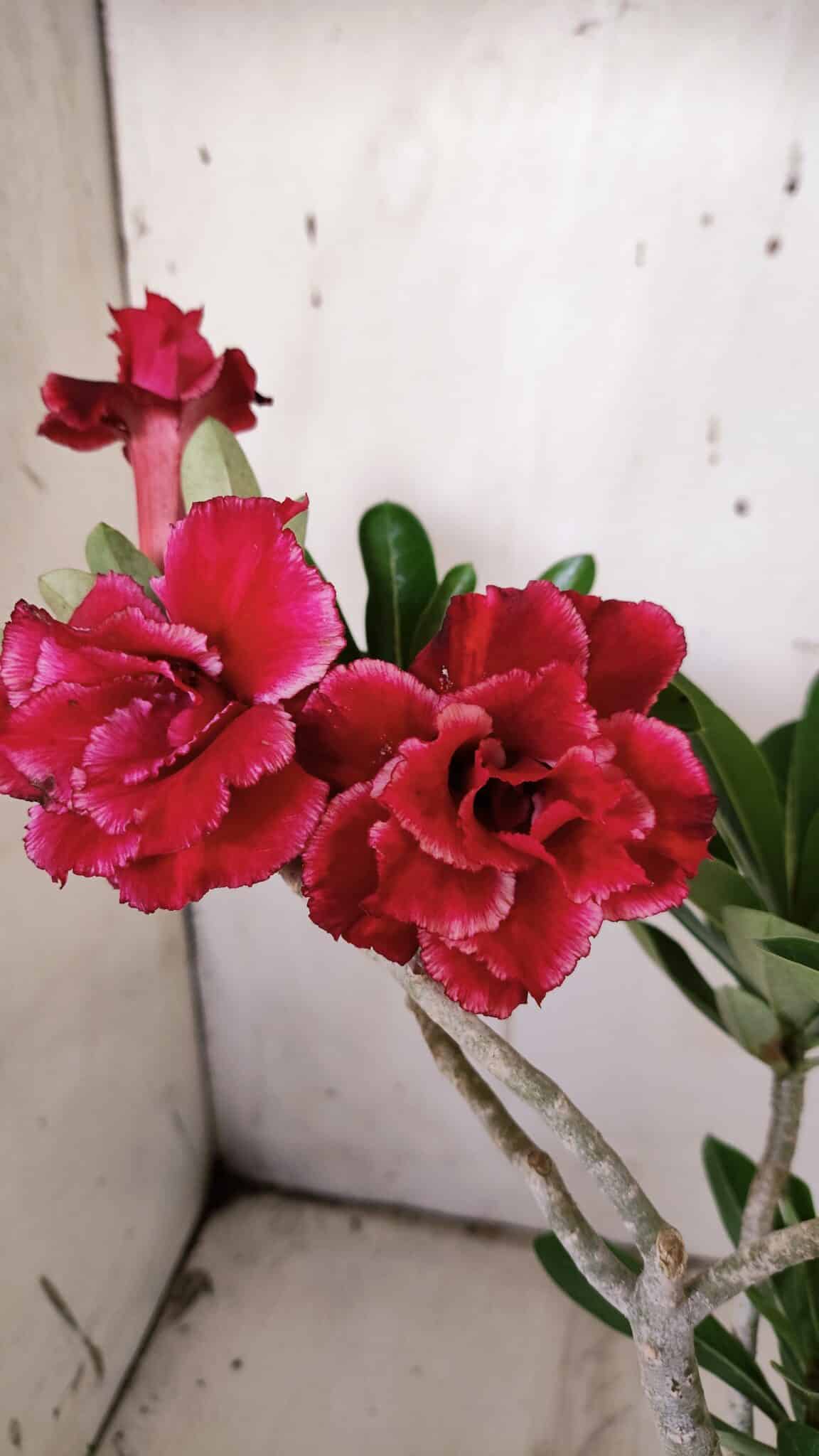 Planta Dobrada 3143 – 35cm – 03 anos