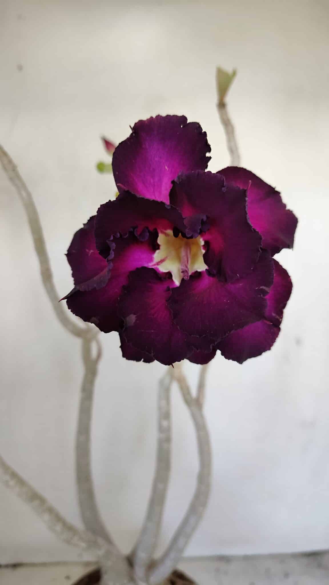 Planta Dobrada 3443 – 35cm – 03 anos - foto 3