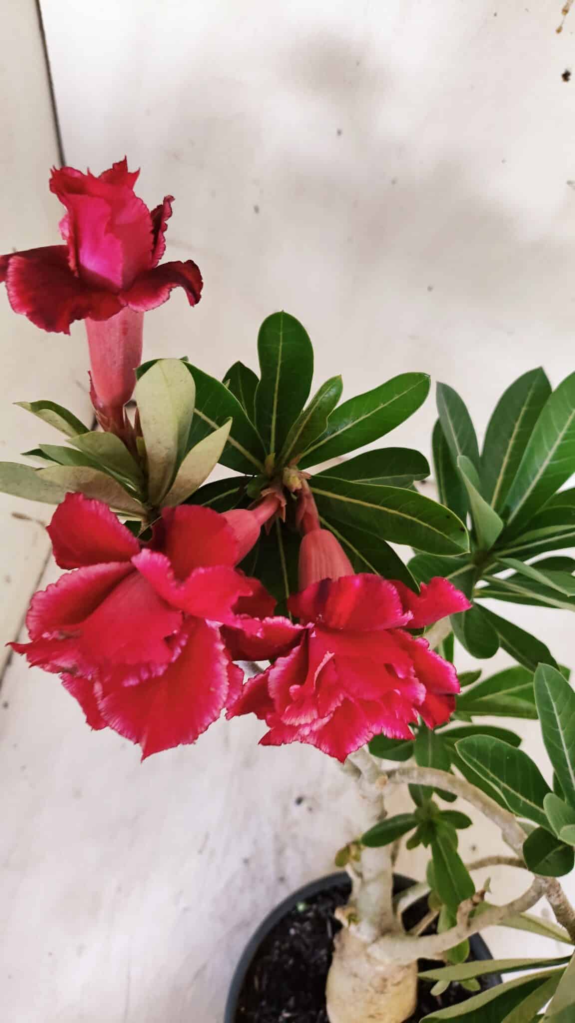 Planta Dobrada 3143 – 35cm – 03 anos