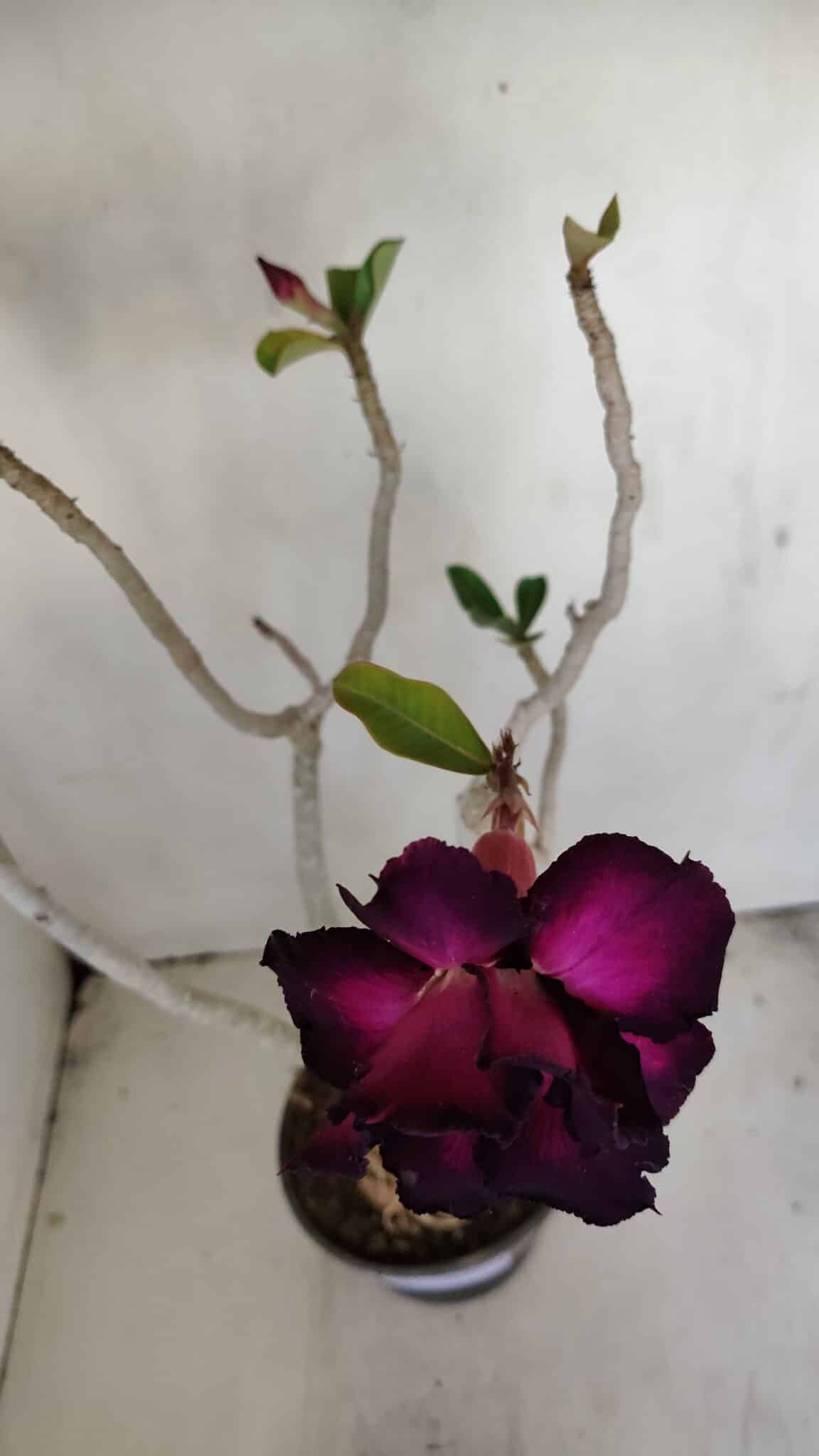 Planta Dobrada 3443 – 35cm – 03 anos - foto 4