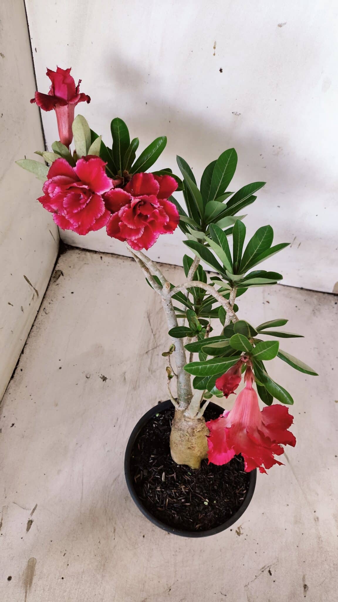 Planta Dobrada 3143 – 35cm – 03 anos