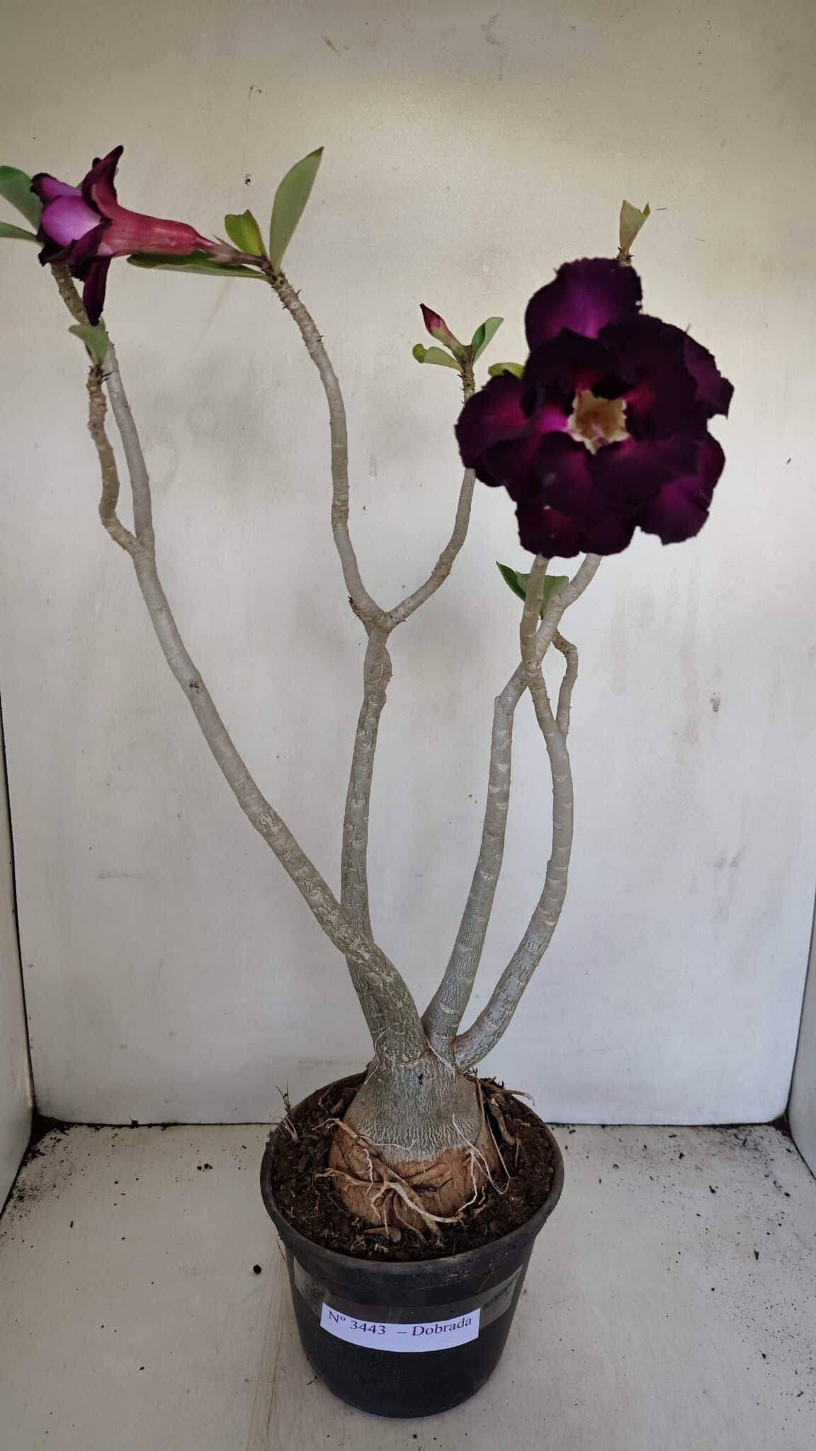 Planta Dobrada 3443 – 35cm – 03 anos - foto 8