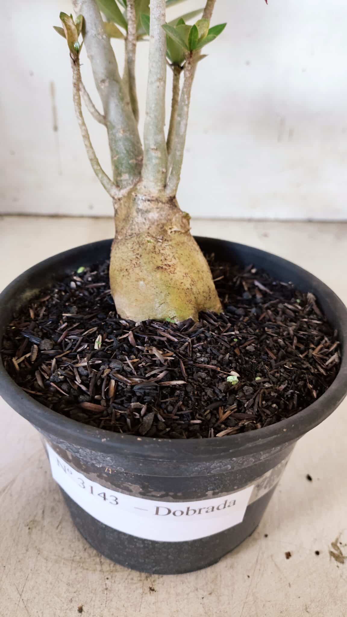 Planta Dobrada 3143 – 35cm – 03 anos