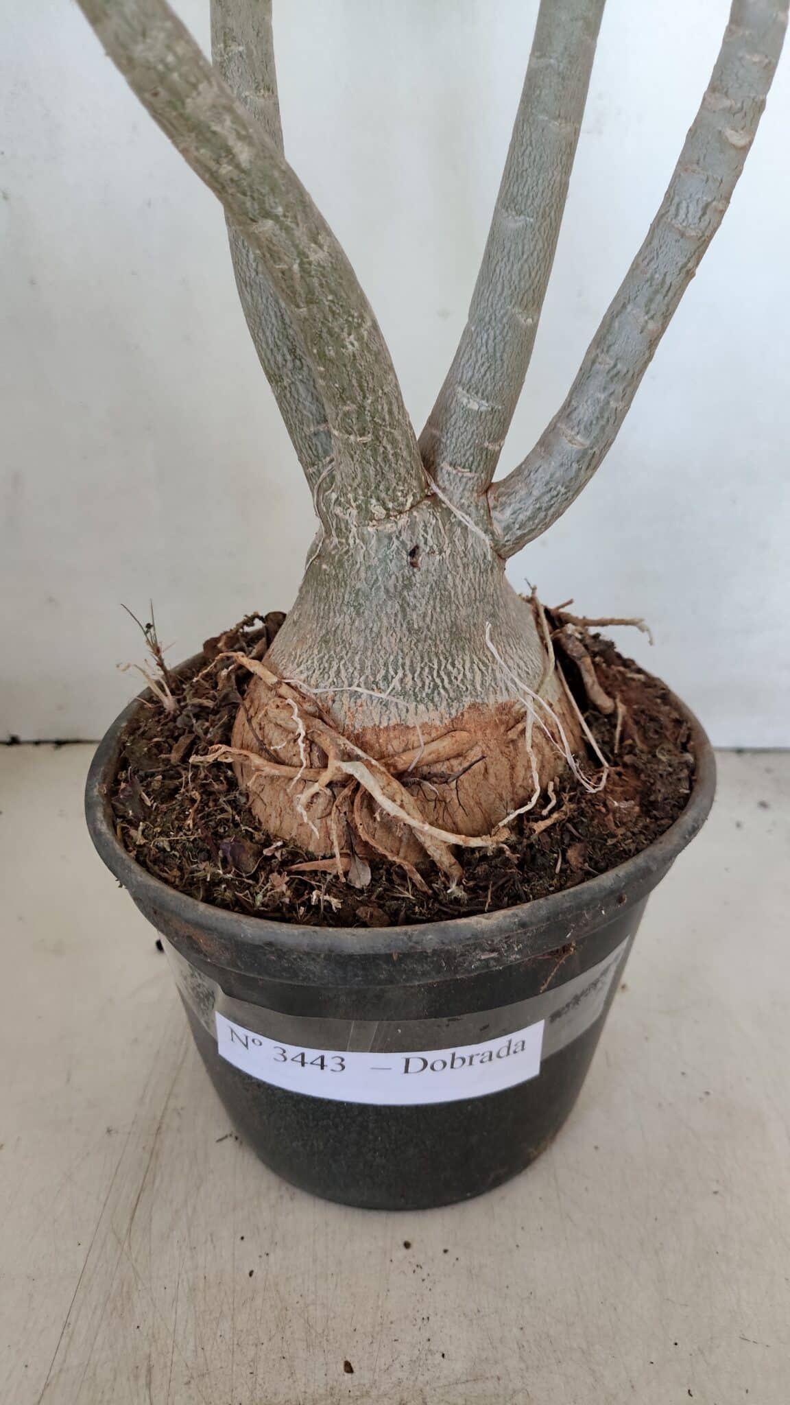 Planta Dobrada 3443 – 35cm – 03 anos - foto 7