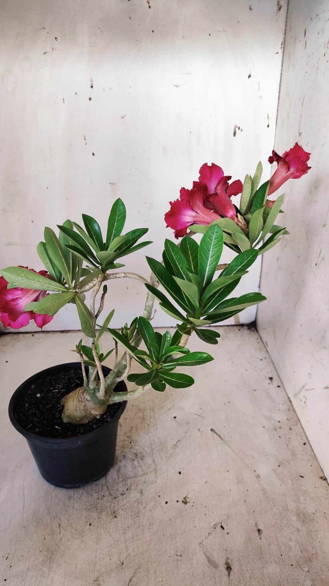 Planta Dobrada 3143 – 35cm – 03 anos
