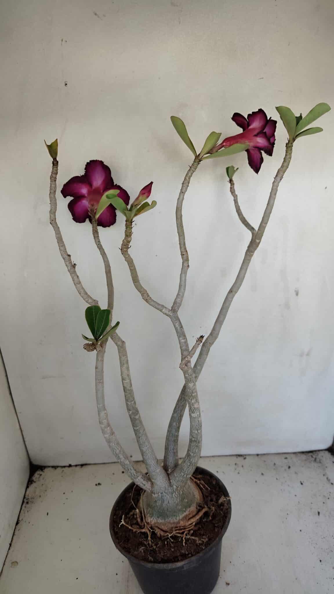 Planta Dobrada 3443 – 35cm – 03 anos - foto 6
