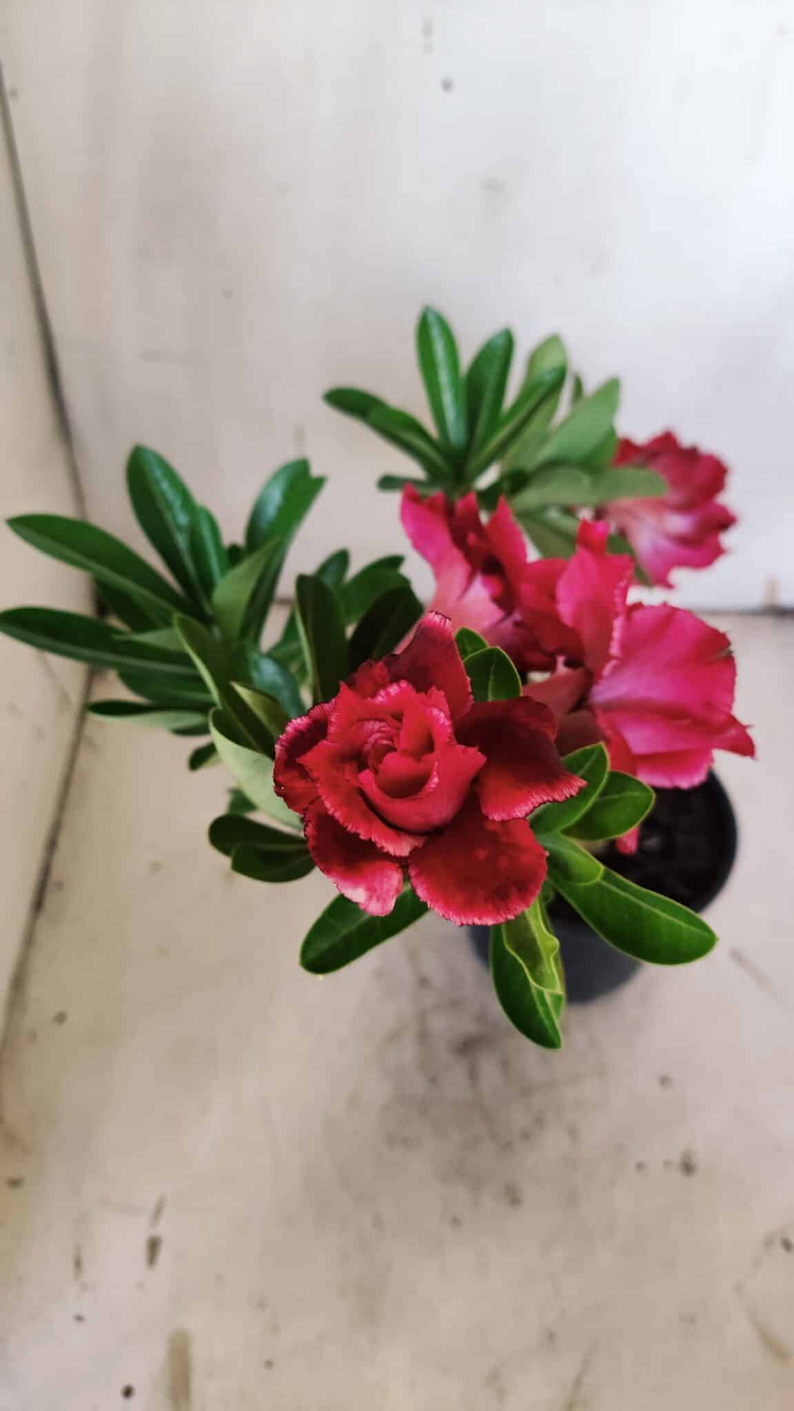 Planta Dobrada 3143 – 35cm – 03 anos