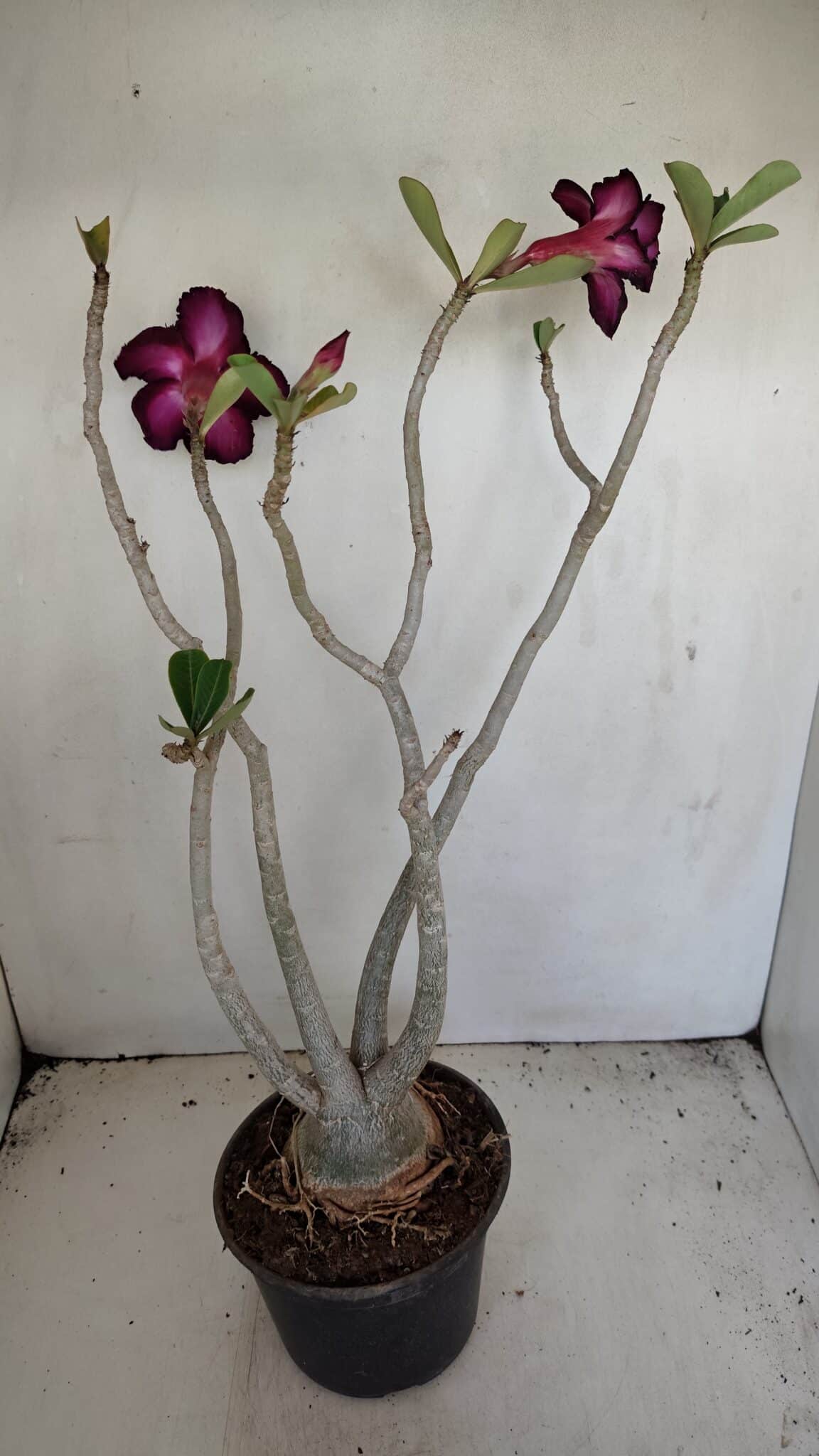 Planta Dobrada 3443 – 35cm – 03 anos - foto 5