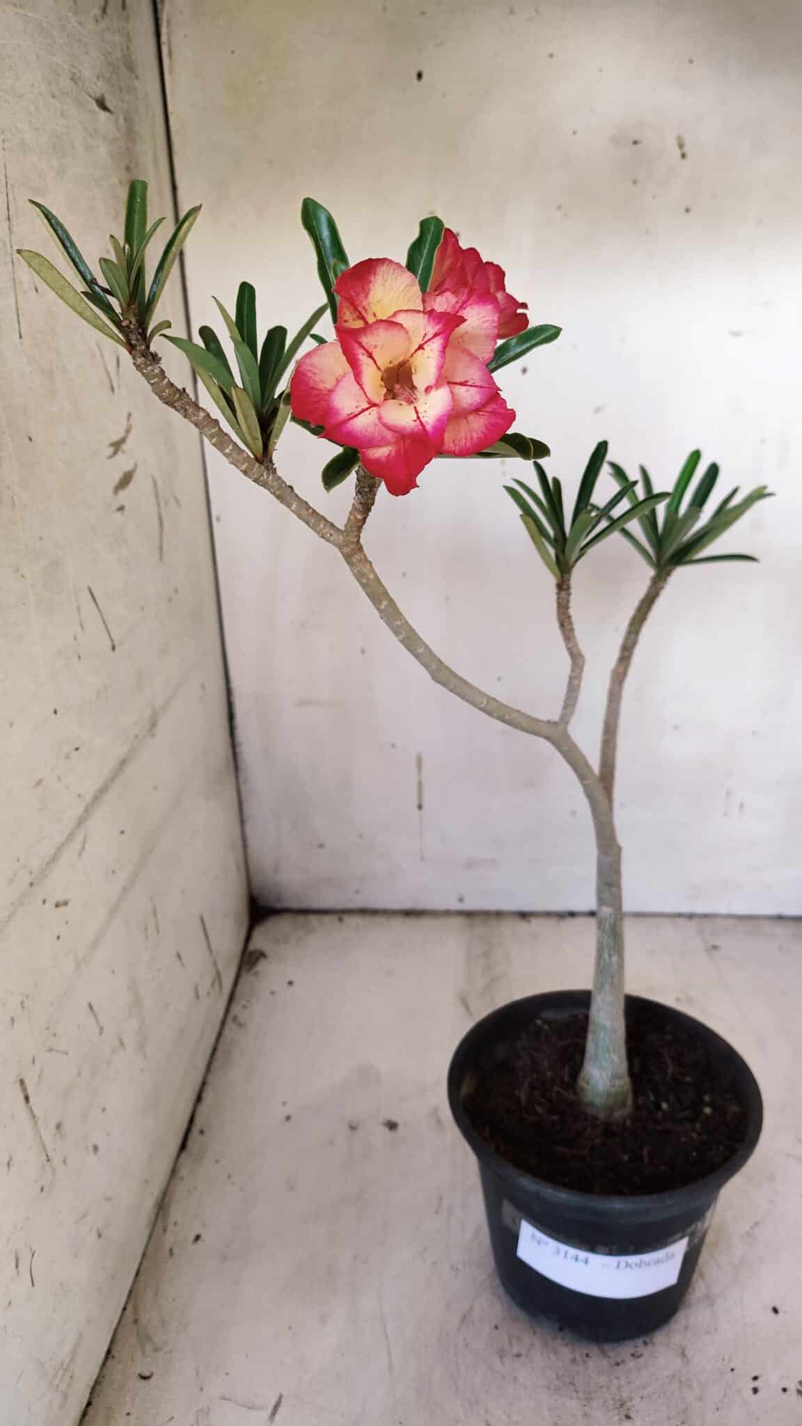 Planta Dobrada 3144 – 35cm – 03 anos