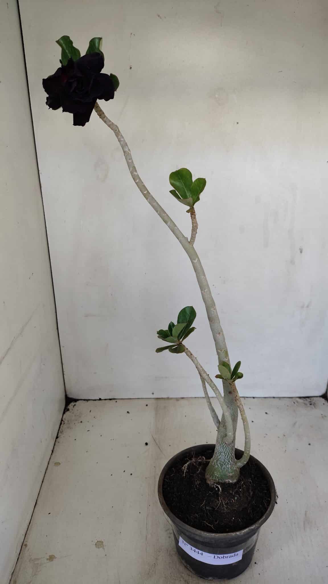 Planta Dobrada 3444 – 35cm – 03 anos - foto 2