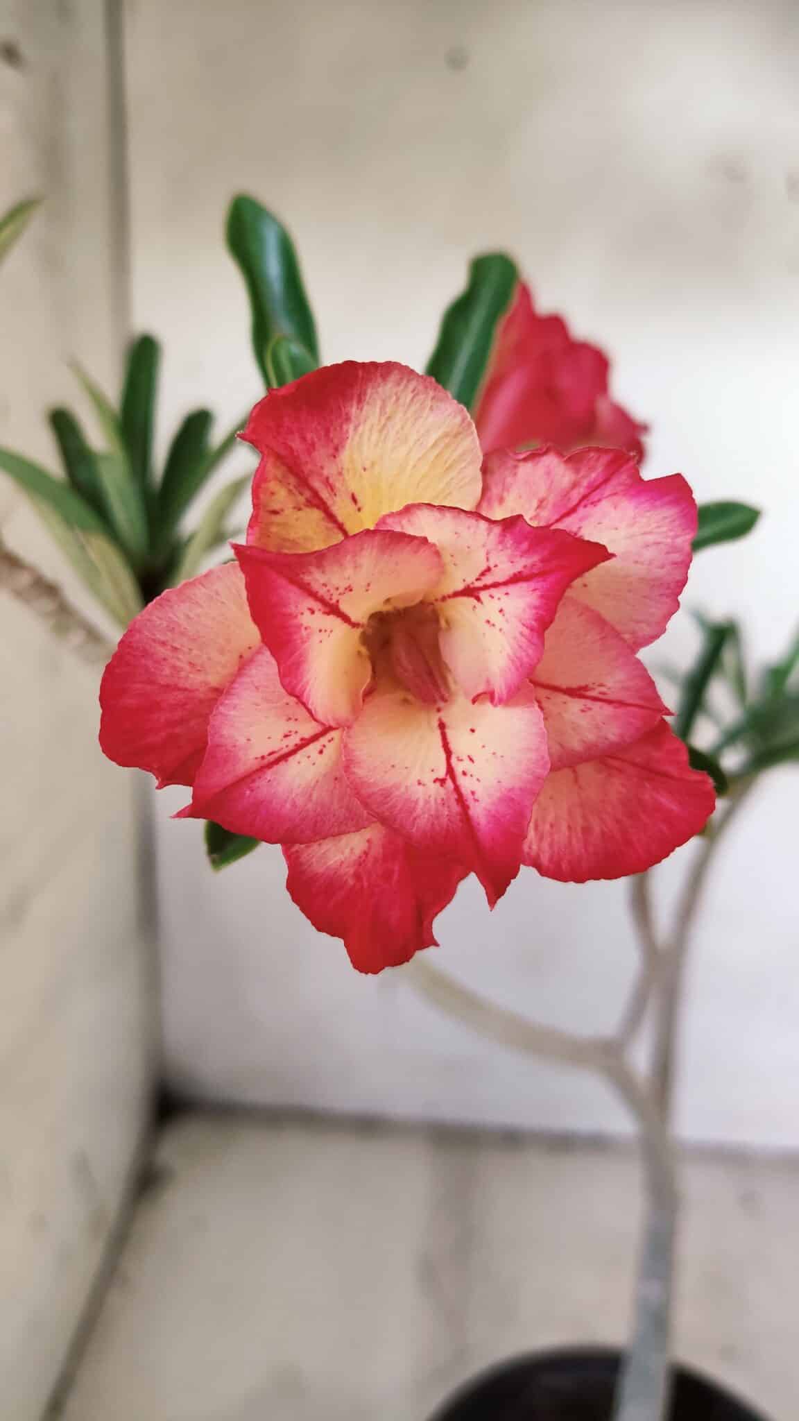 Planta Dobrada 3144 – 35cm – 03 anos