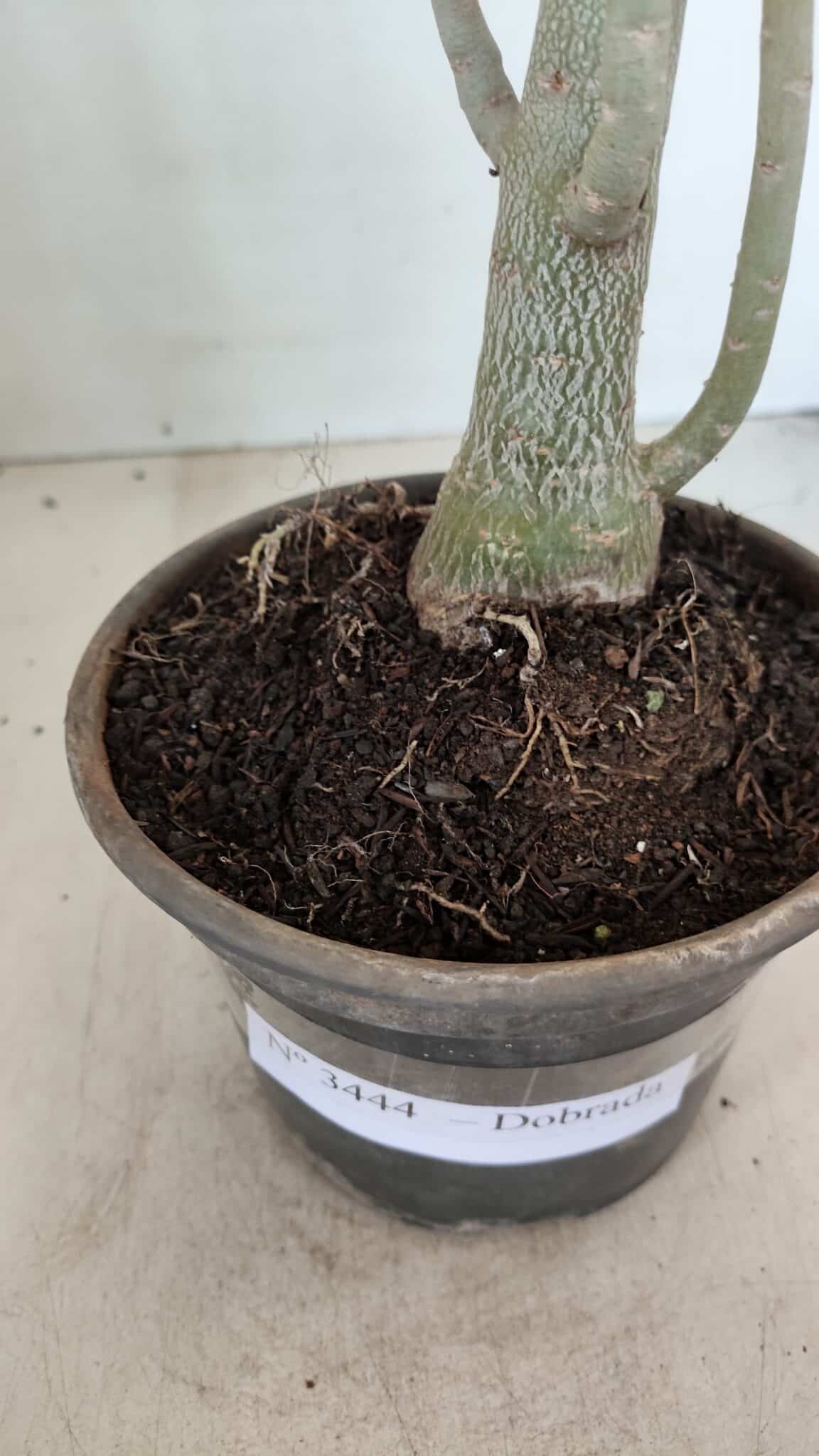Planta Dobrada 3444 – 35cm – 03 anos - foto 6
