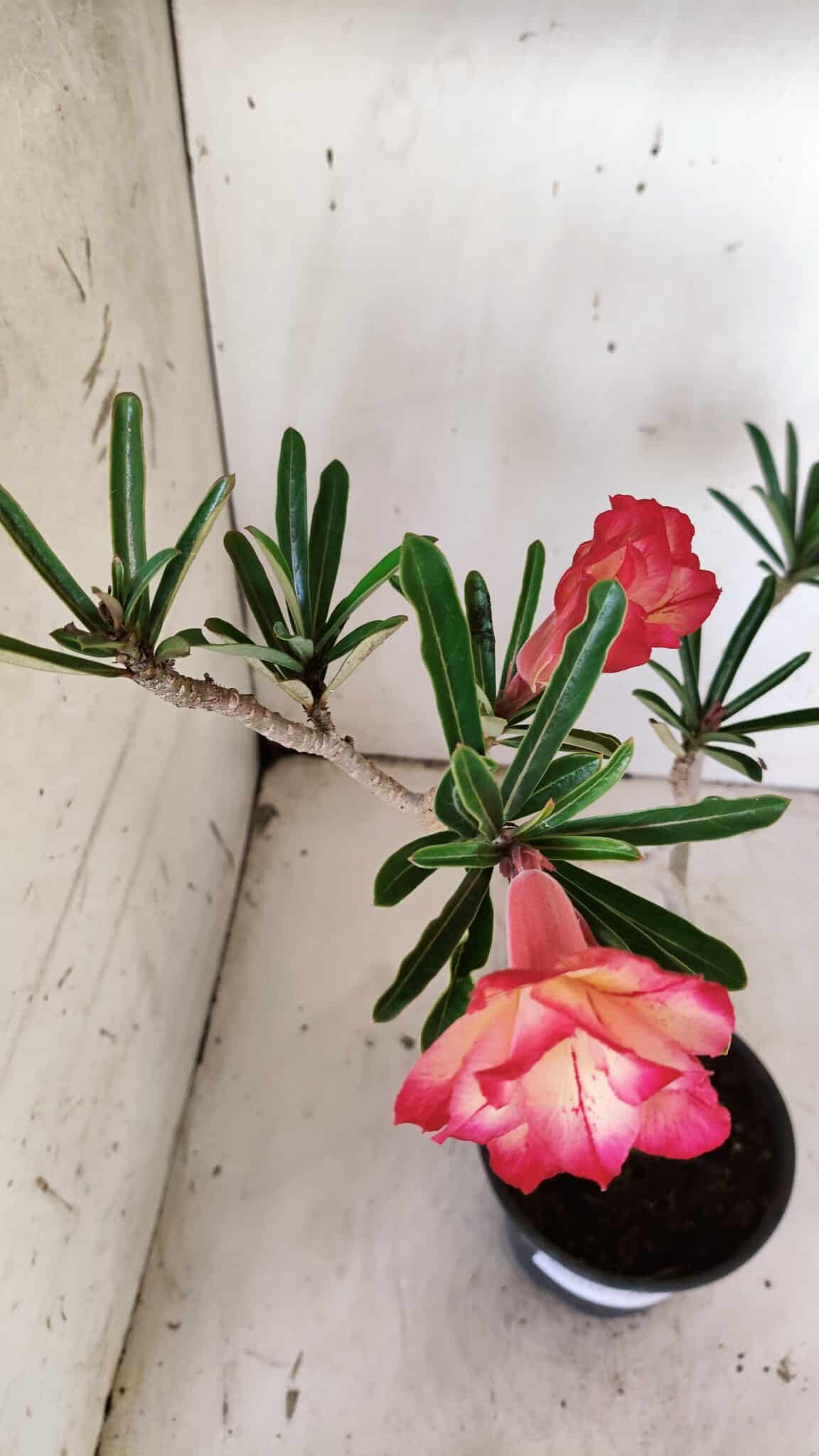 Planta Dobrada 3144 – 35cm – 03 anos