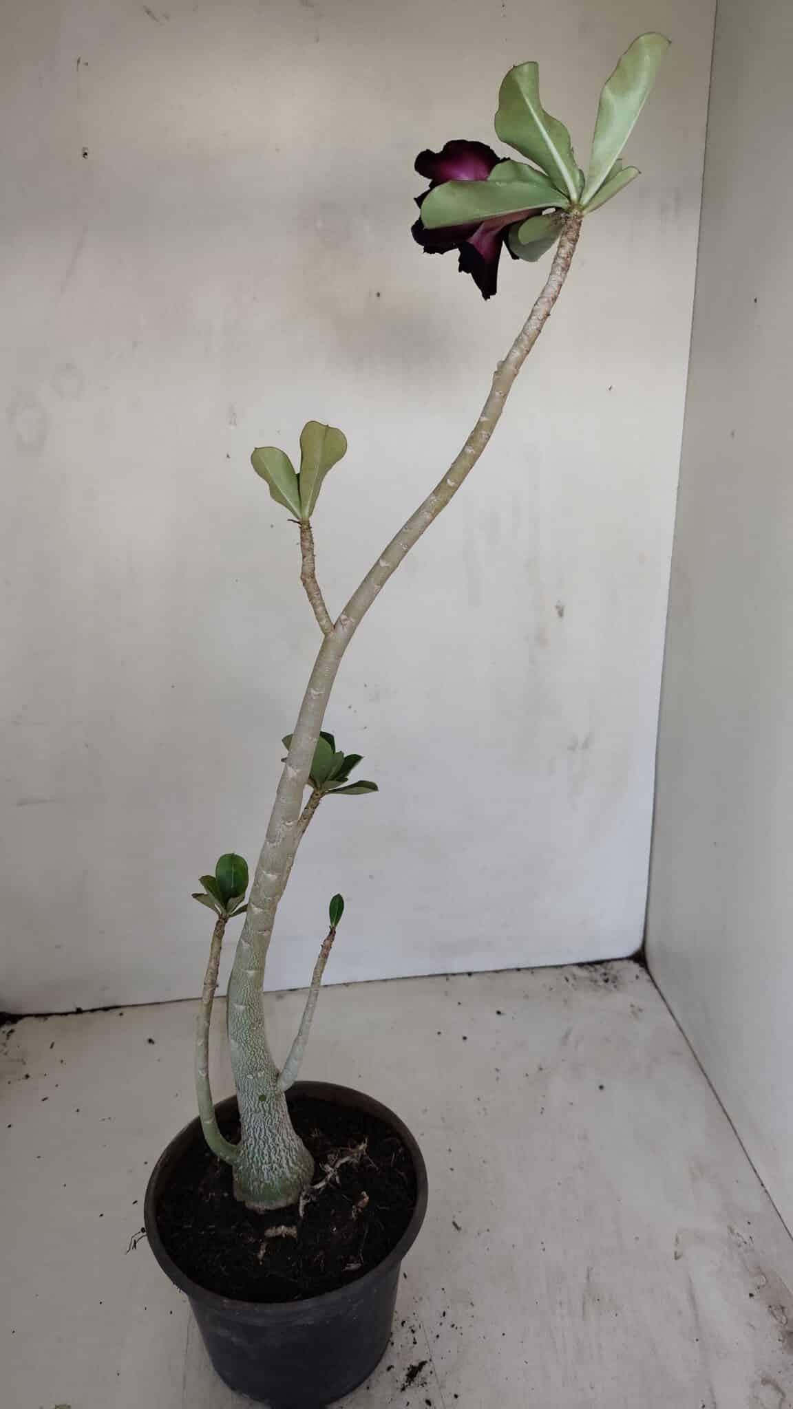 Planta Dobrada 3444 – 35cm – 03 anos - foto 5