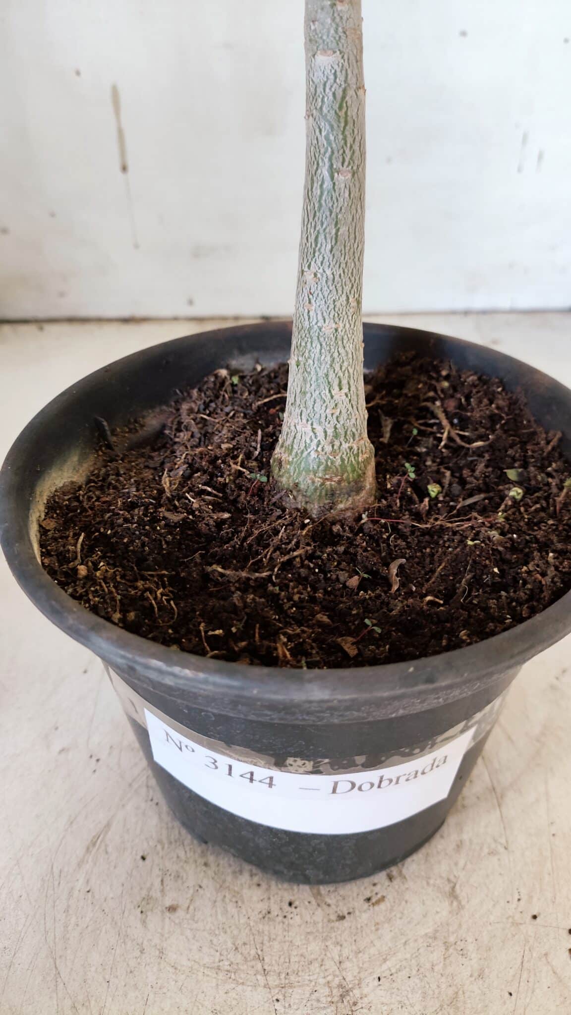 Planta Dobrada 3144 – 35cm – 03 anos